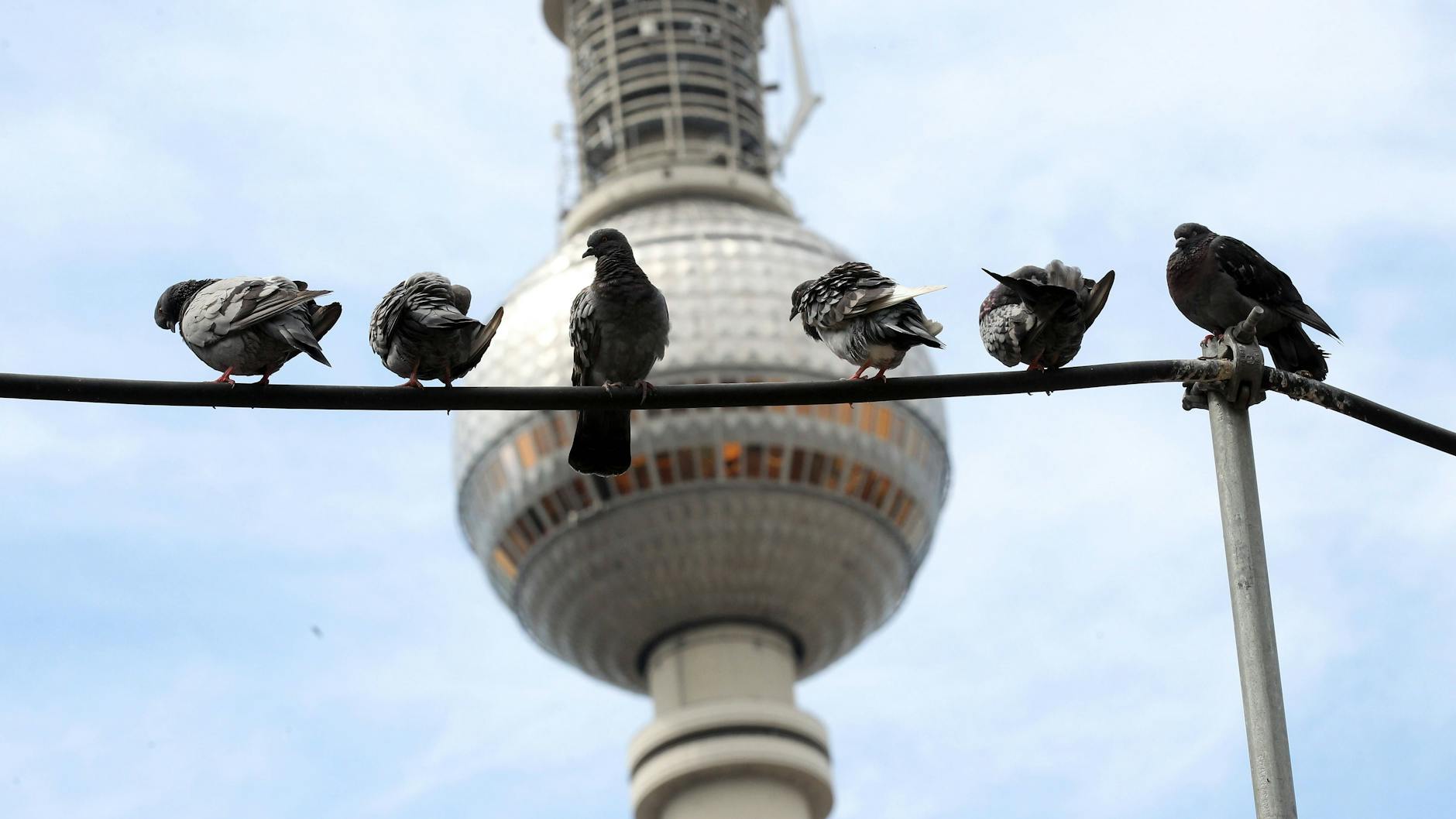 Tauben sitzen auf einem Kabel vor dem Berliner Fernsehturm.