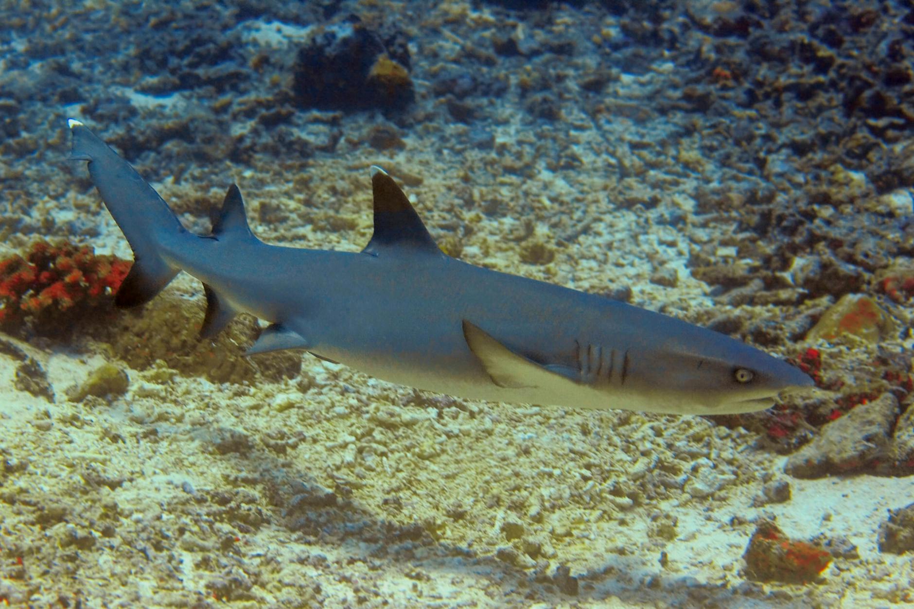 Ein Hai hatte die Überreste des Vermissten im Magen . (Symbolbild)