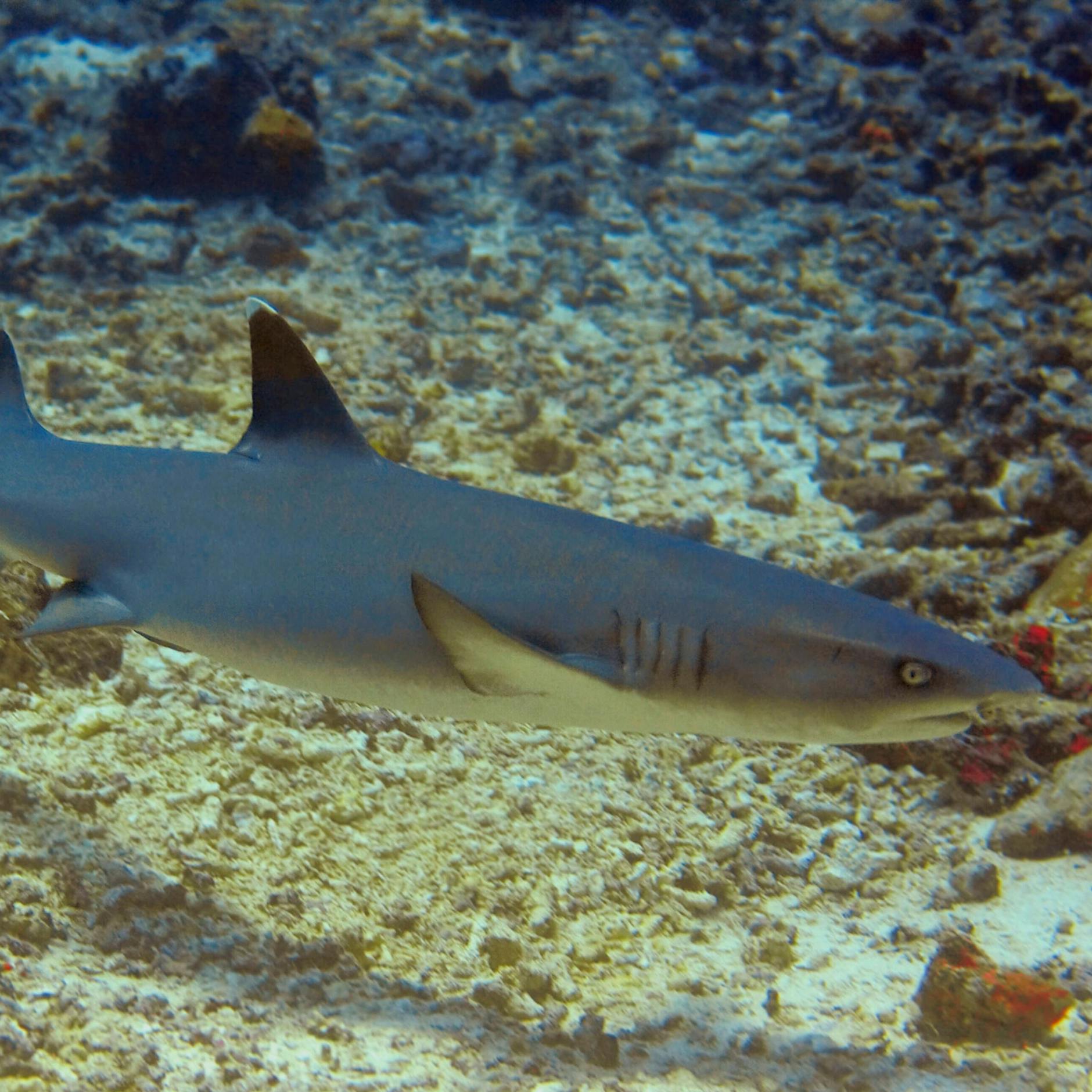 Vermisster Argentinier – Fischer finden seine Überreste im Magen von einem Hundshai