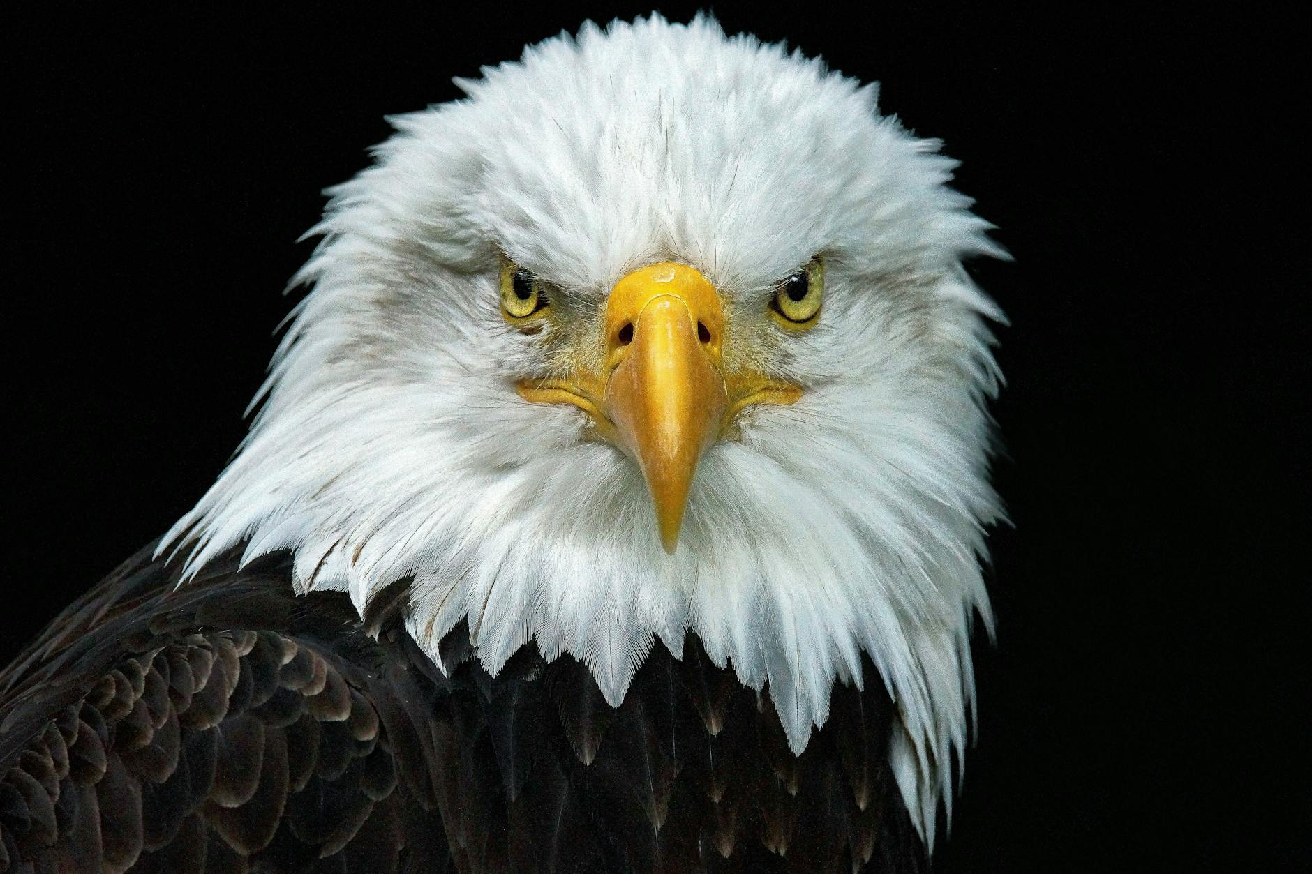 Ein Weißkopfseeadler.