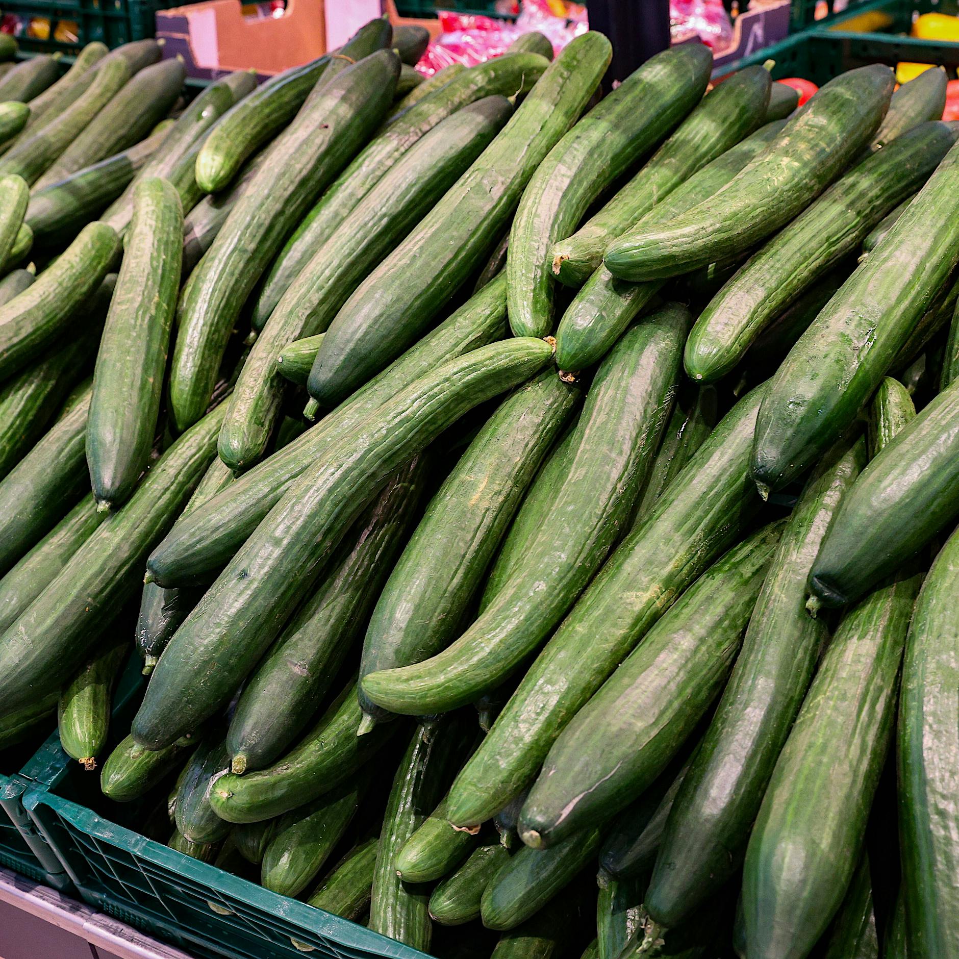 Nicht mal bio: Virales TikTok zeigt die wohl teuerste Gurke Deutschlands
