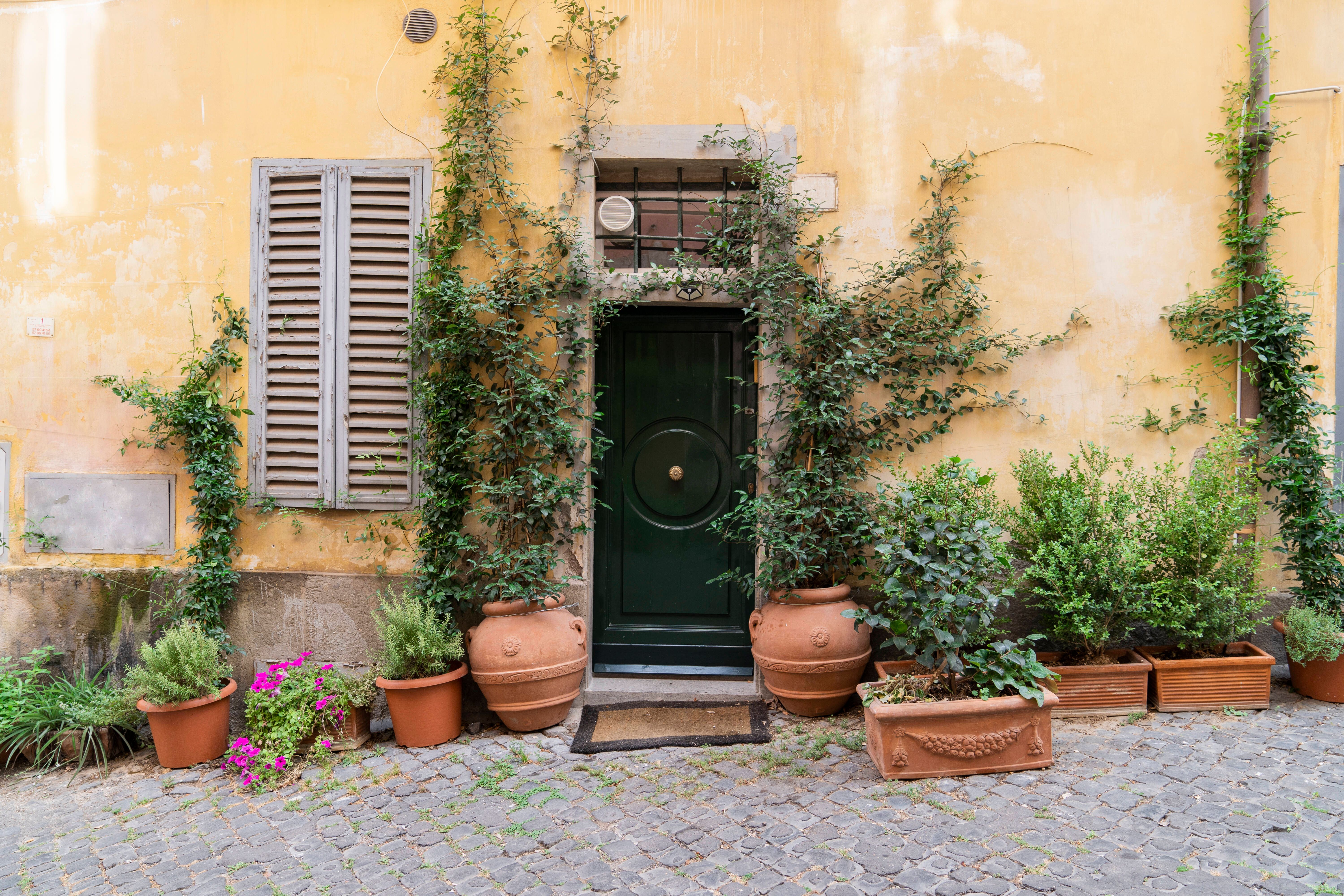 Dürfen Kübelpflanzen jetzt im März schon ins Freie? Welchen Schnitt brauchen die Pflanzen im Topf?