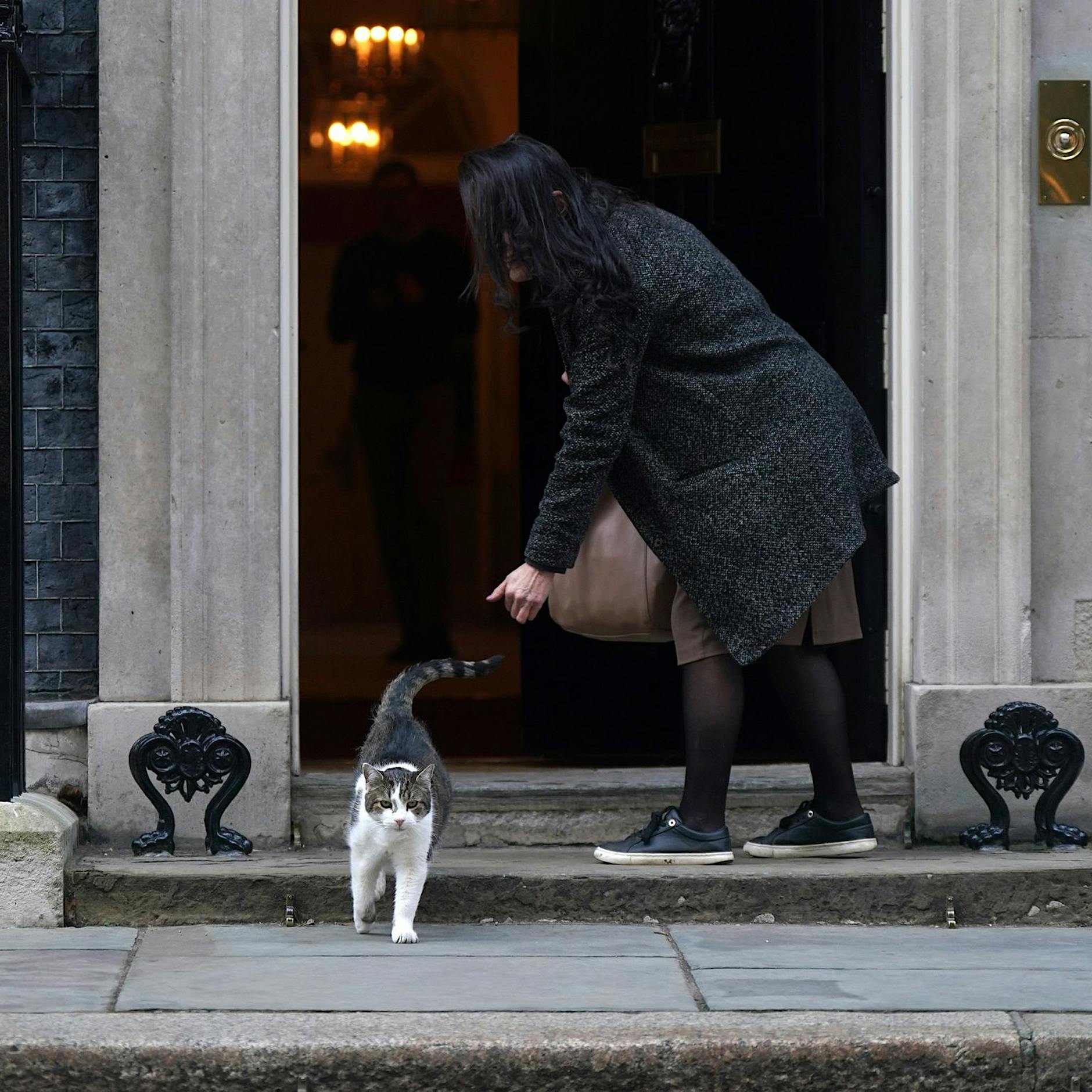 Corona: Britische Regierung überlegte, alle Hauskatzen zu töten