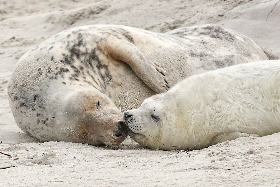 ARCHIV - Eine Kegelrobbenmutter liegt mir ihrem Nachwuchs am Strand der Hochseeinsel Helgoland.  