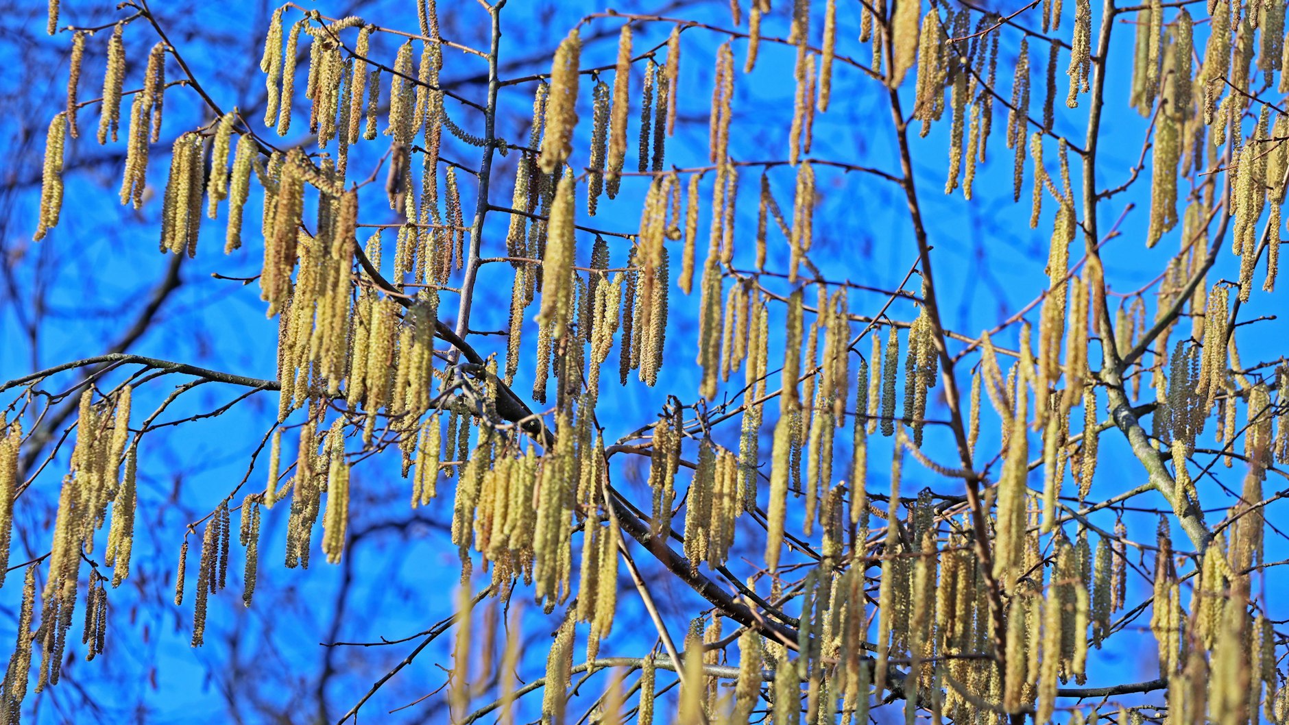 Die Haselnussblüte lässt bei vielen die Nase anschwellen.