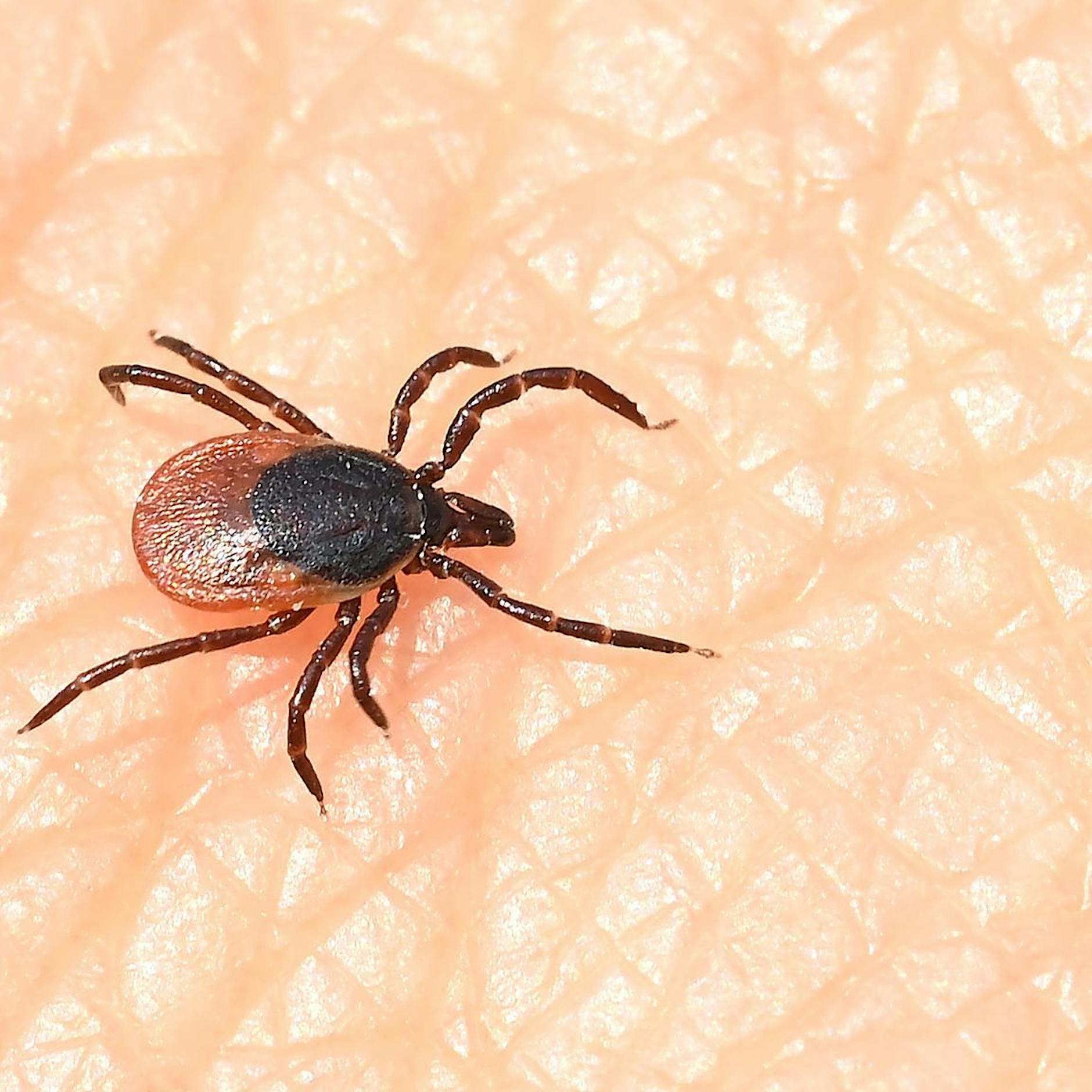 Zecken-Gefahr: RKI weist drei neue FSME-Risikogebiete aus