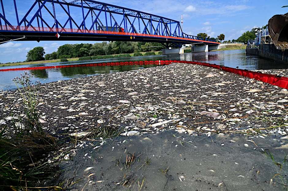 Tote Fische schwimmen in der Oder.