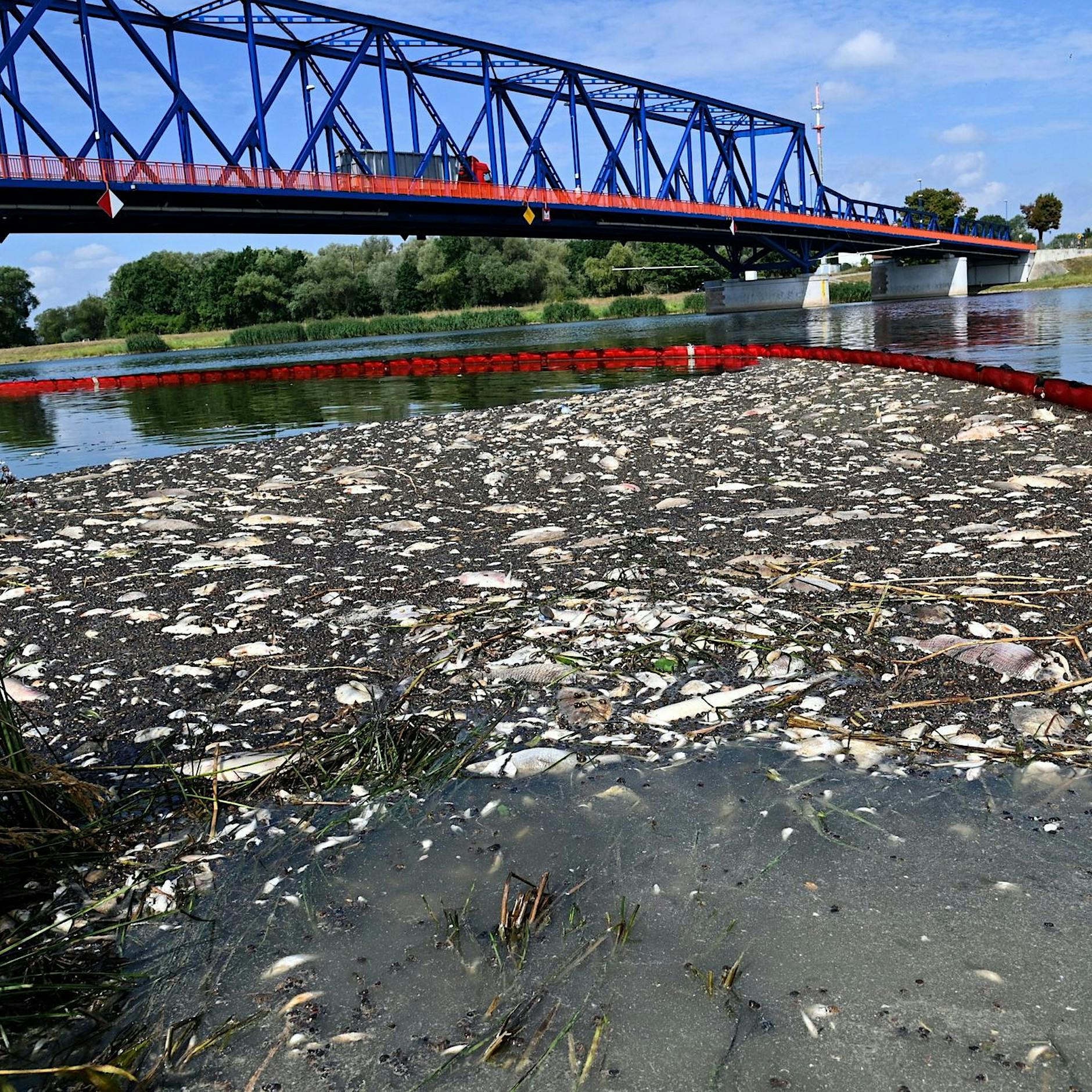 Nach Greenpeace-Bericht: Konzern weist Vorwürfe zu Oder-Fischsterben zurück