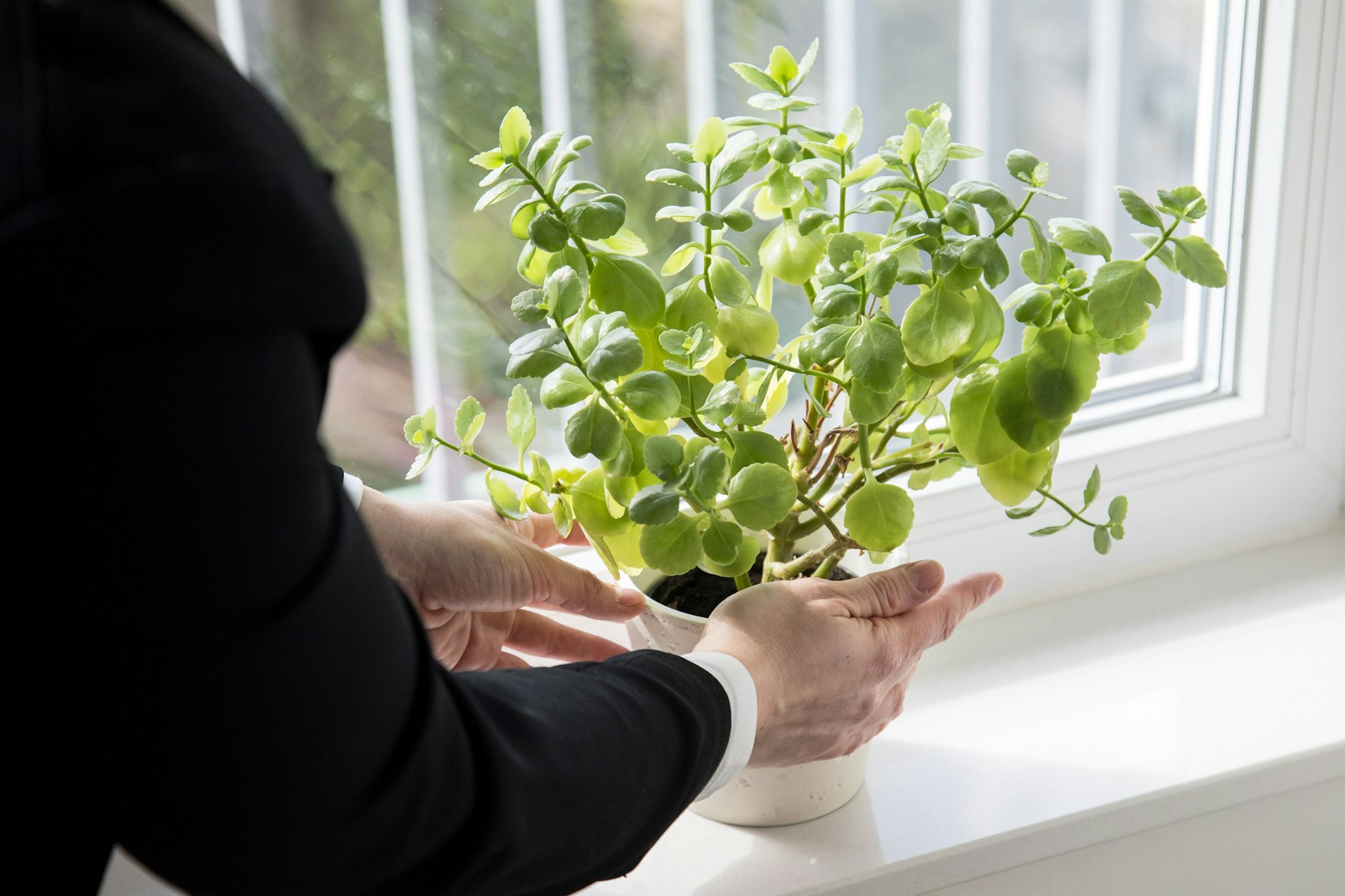 Auch wenn sie es sonst hell brauchen: Zum&nbsp;Frühlingsbeginn können einige Zimmerpflanzen am Fenster leiden.