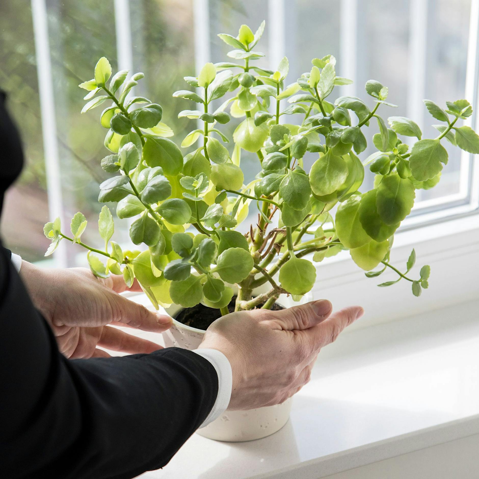 Zu viel Sonne kann schädlich sein: Auch Zimmerpflanzen droht ein Sonnenbrand