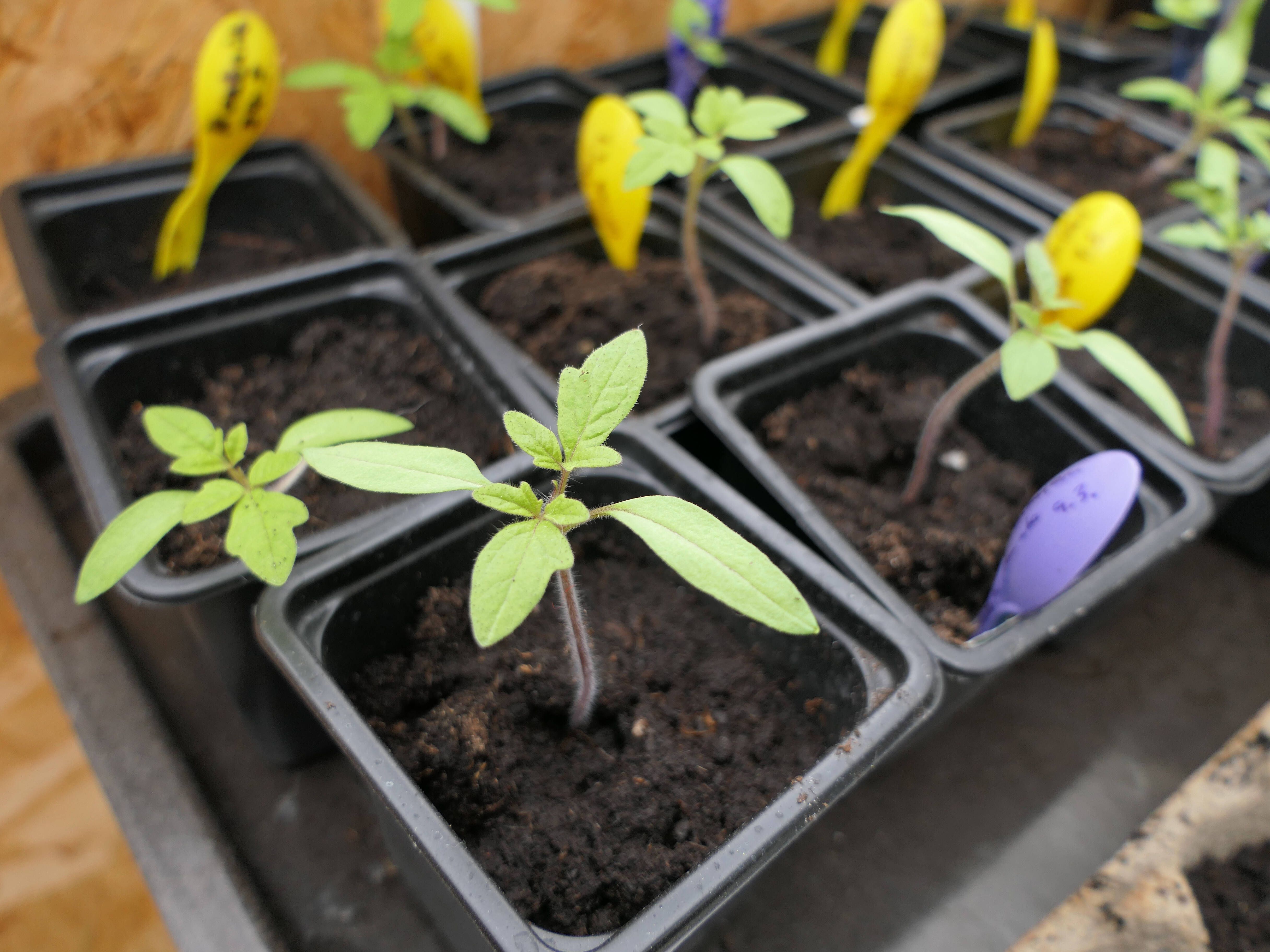 Tomaten vorziehen: DIESE fünf Fehler sollten Sie auf jeden Fall vermeiden