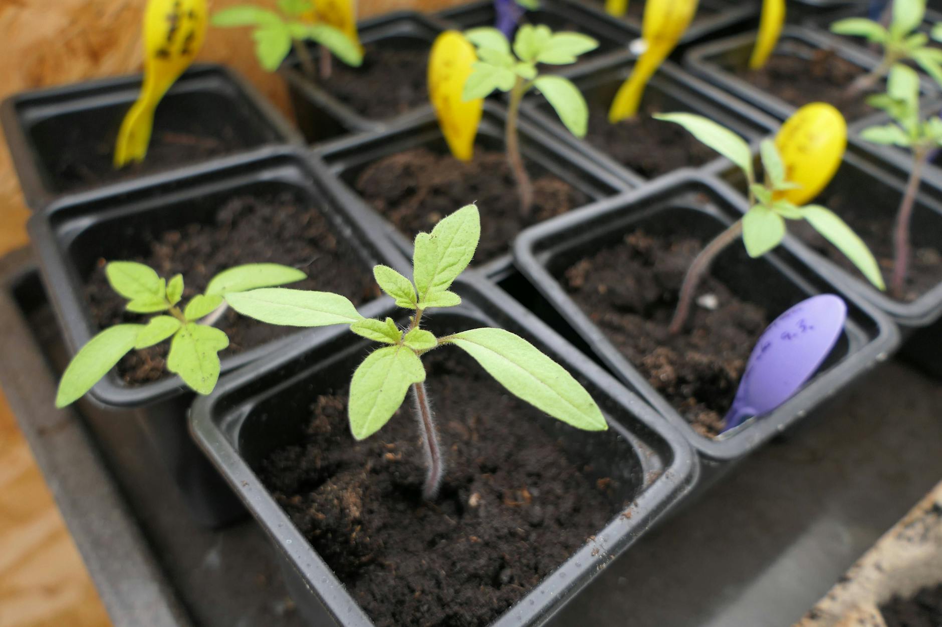 Fehler beim Vorziehen von Tomaten können dazu führen, dass die Samen im schlimmsten Fall gar nicht keimen oder die Triebe sich nur schwach entwickeln.