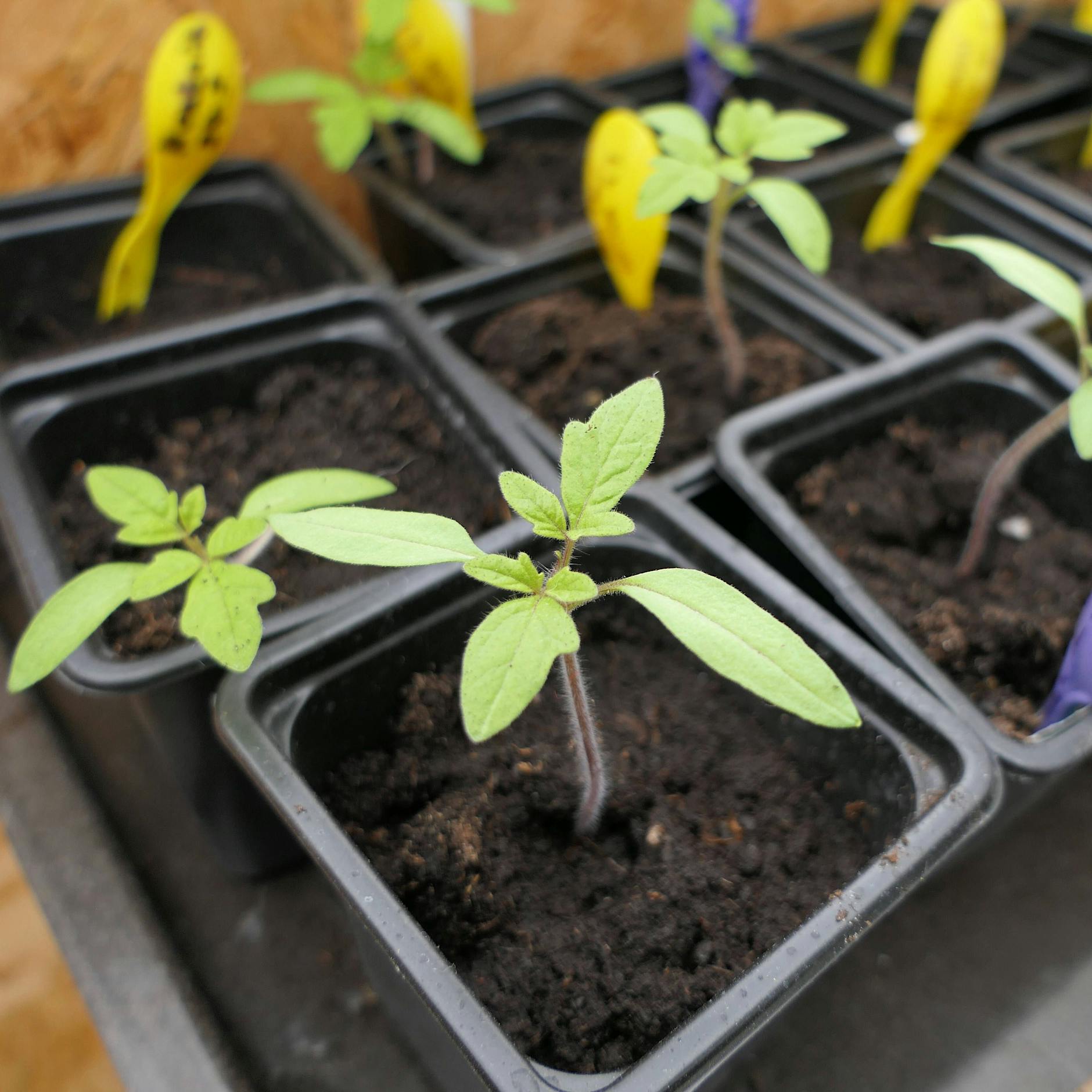 Tomaten vorziehen: DIESE fünf Fehler sollten Sie auf jeden Fall vermeiden – mit Tipps vom Profigärtner!