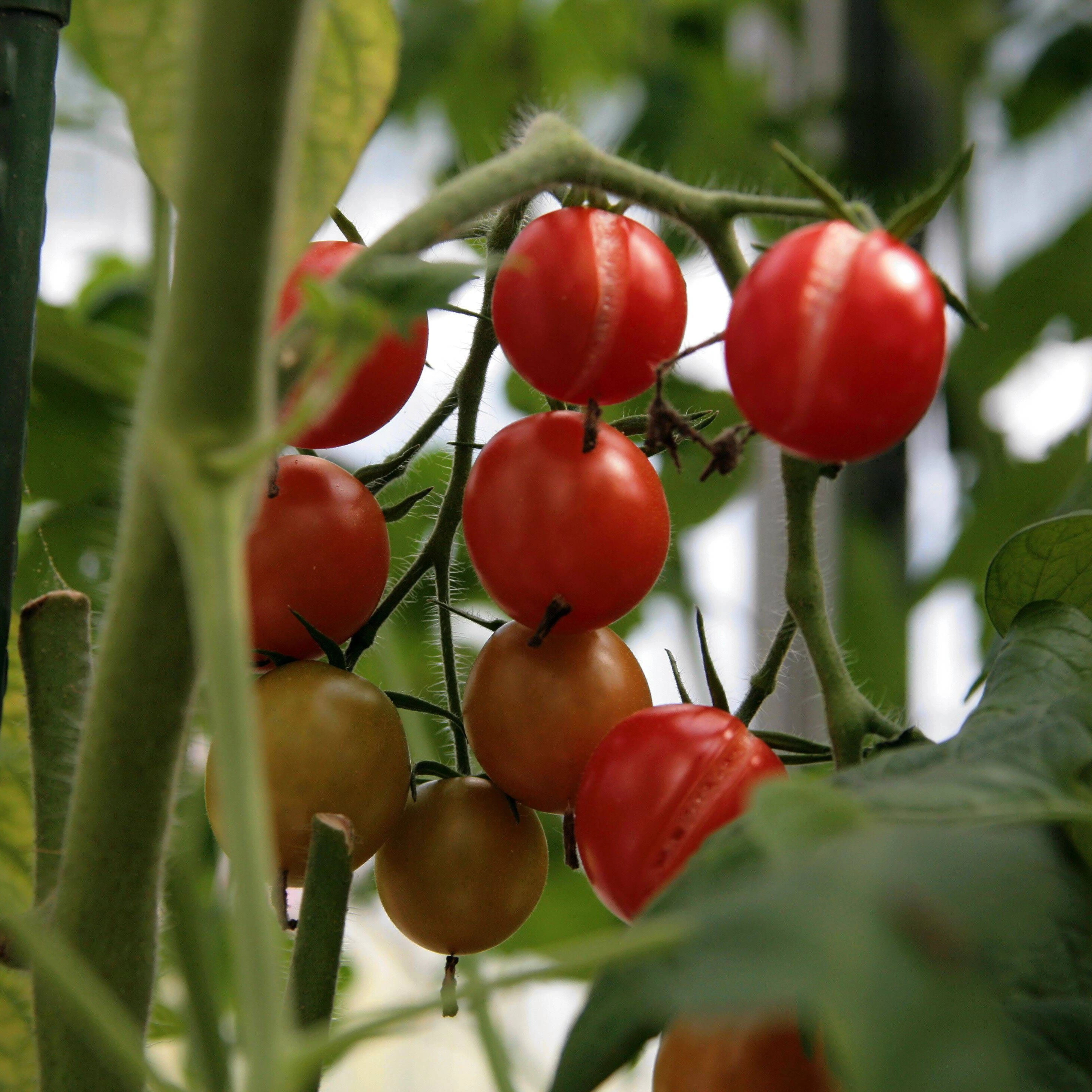 Tomaten sollten immer nur unten am Boden gegossen werden. Gießt man sie oben oder stehen sie im Regen, können sie platzen und Pilze kriegen.