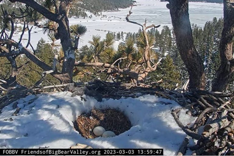 Die Eier liegen nach 50 Bruttagen verlassen im Nest.