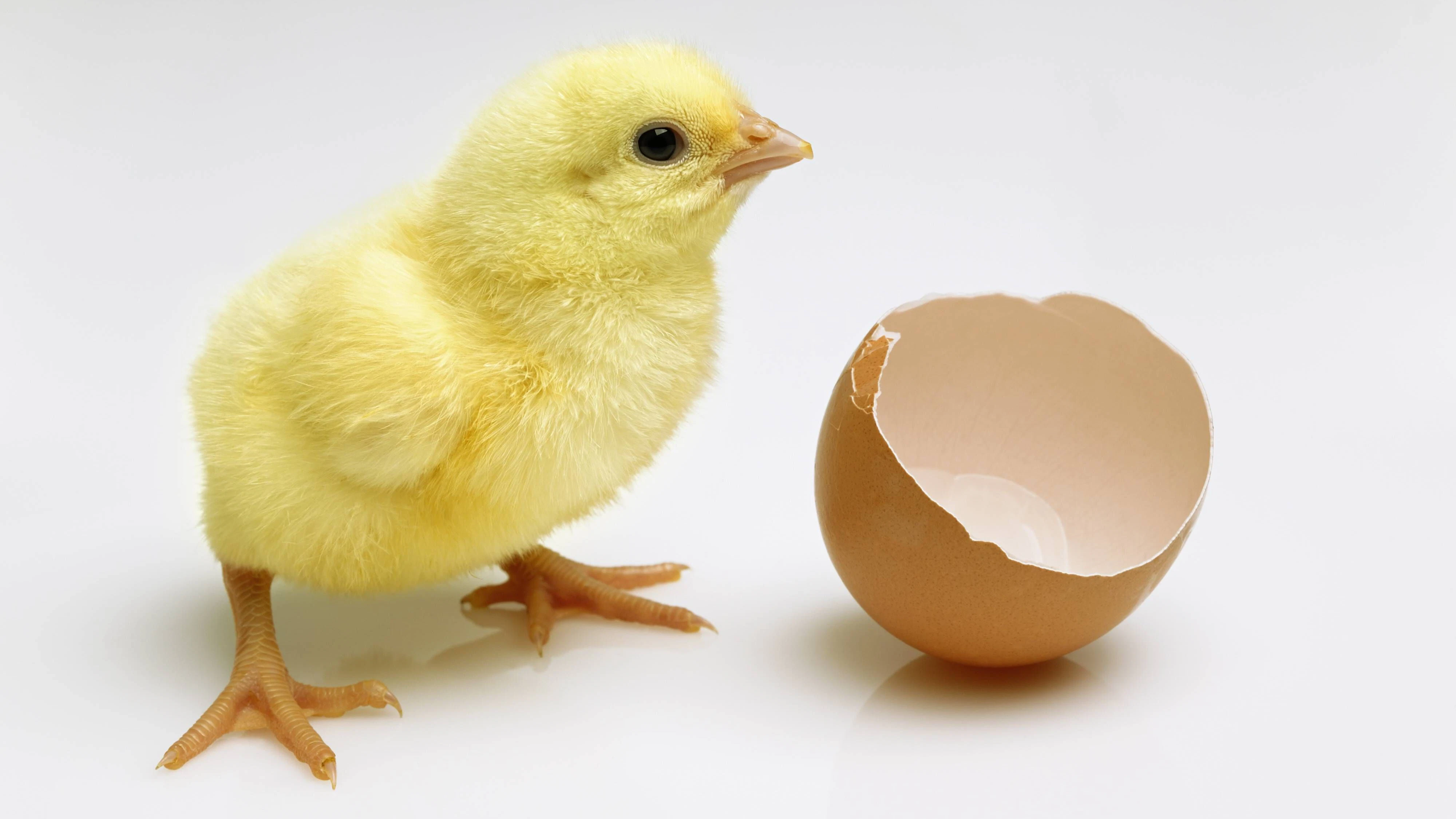 Der braune Fleck im Eier ist kein Küken-Embryo.