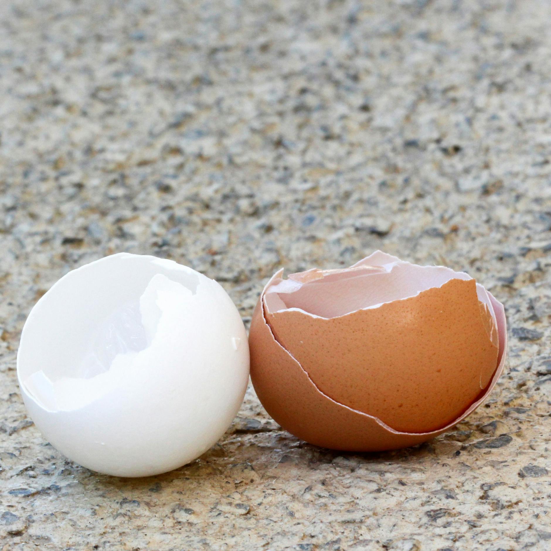 Ob ein Ei weiß oder braun ist, ist genetisch bedingt.