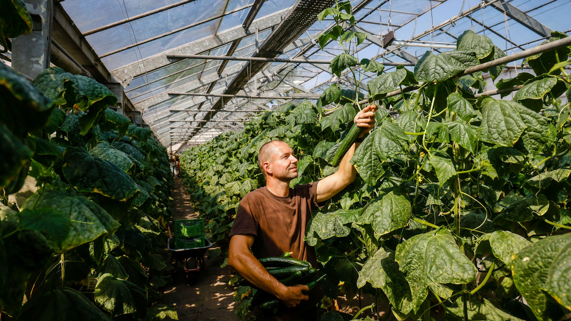 Salatgurken-Ernte in der Oberlausitz: Die Saison geht ab Mai los.