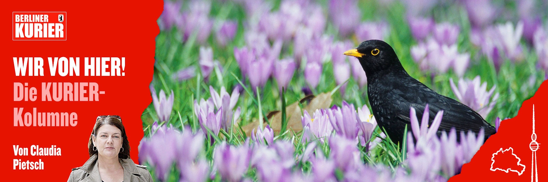 Eine Amsel sitzt auf einer Wiese mit Krokussen. Gelbe Blüten regen den Hahn mehr auf als lilafarbene.  