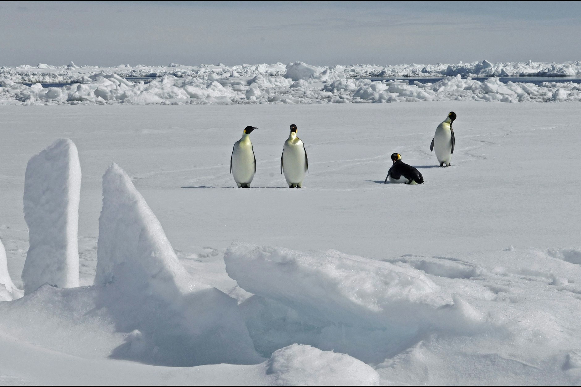 Kaiserpinguine in der Antarktis: Das Meereis schwindet in der Antarktis besorgniserregend. (Archivfoto).