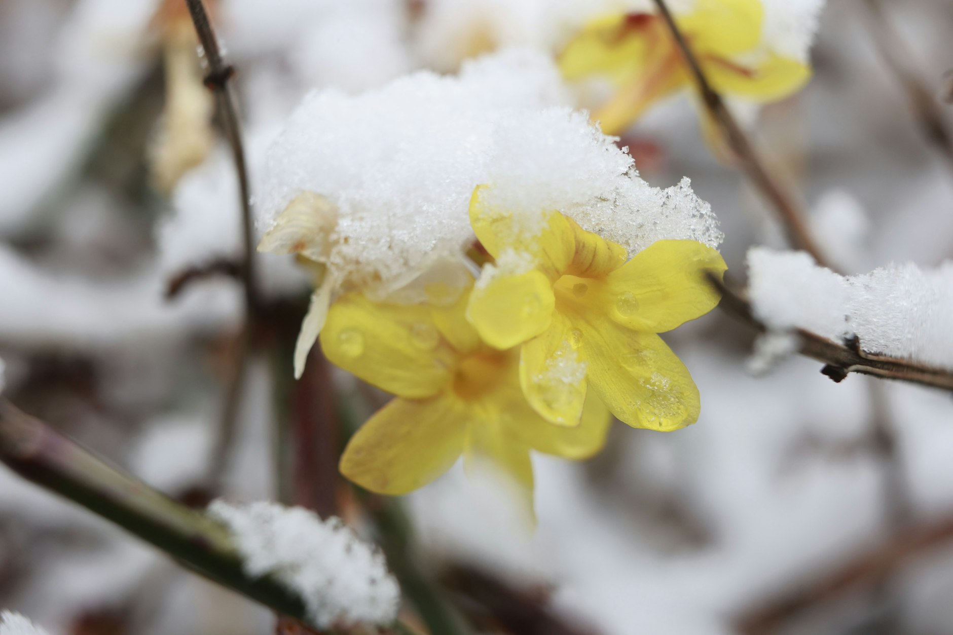 Frischer Schnee liegt auf den Blüten von Winterjasmin. Das Wetter brachte in der Nacht Schneefälle bis ins Flachland. Doch schon nach dem Wochenende kommt die Wetter-Wende!