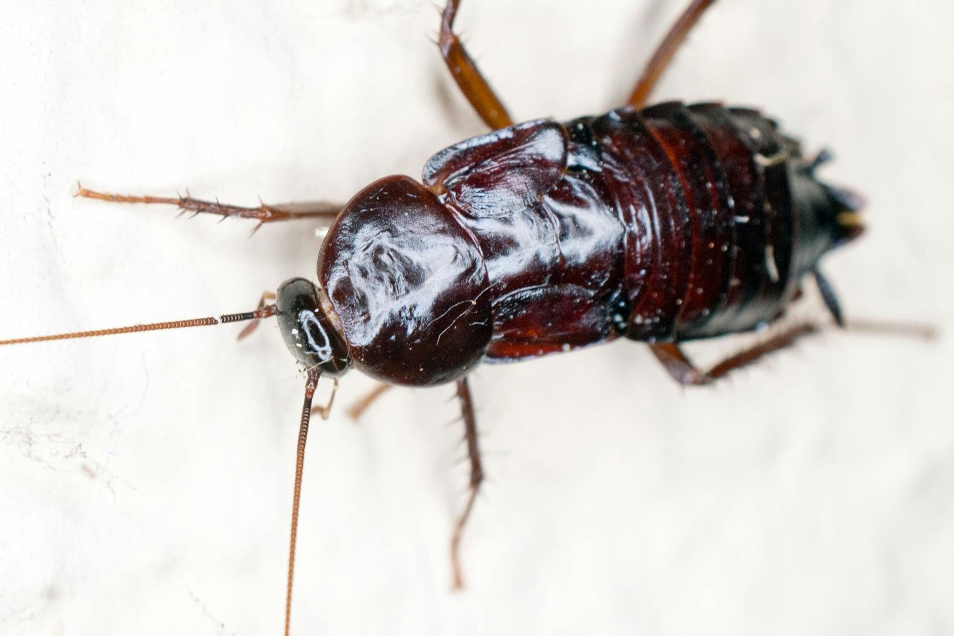 Ein indisches Restaurant wurde am Montag in Berlin-Neukölln geschlossen.&nbsp;&nbsp;