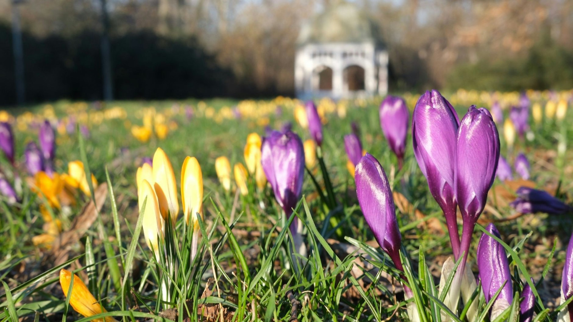Laut Wetter-Experten dürfen wir für Montag auf den ersten vorsommerlichen Tag hoffen.