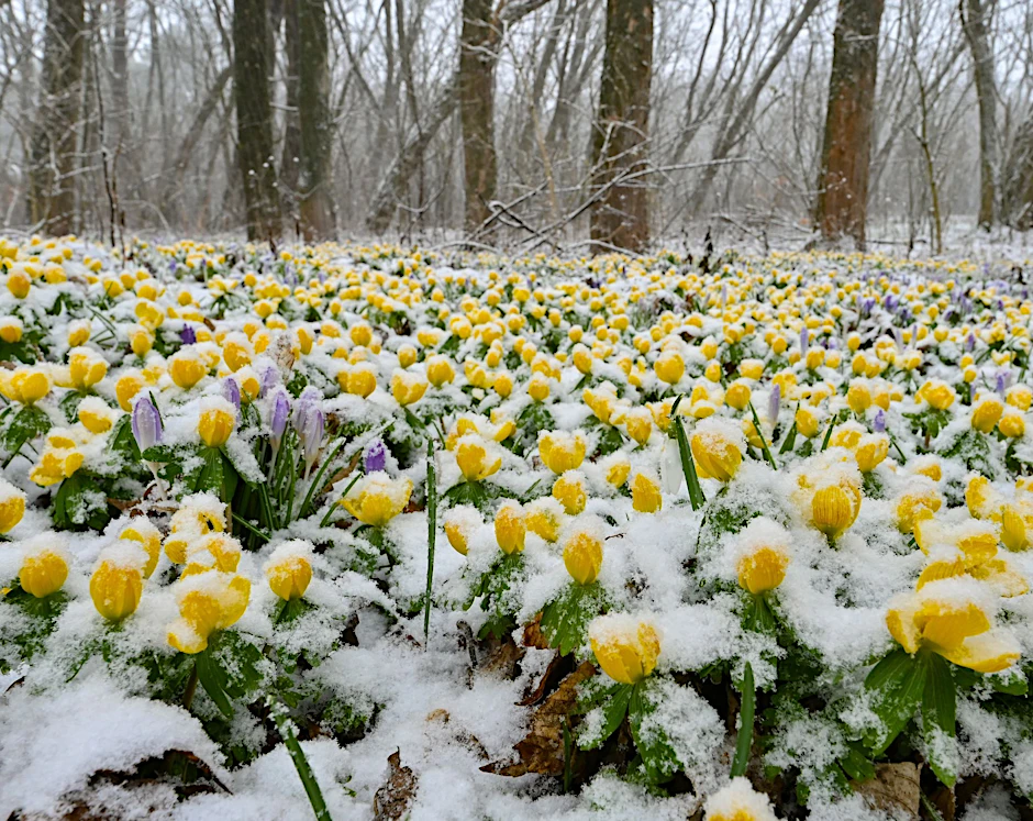 Der Winter war dieses Mal sehr ungewöhnlich.