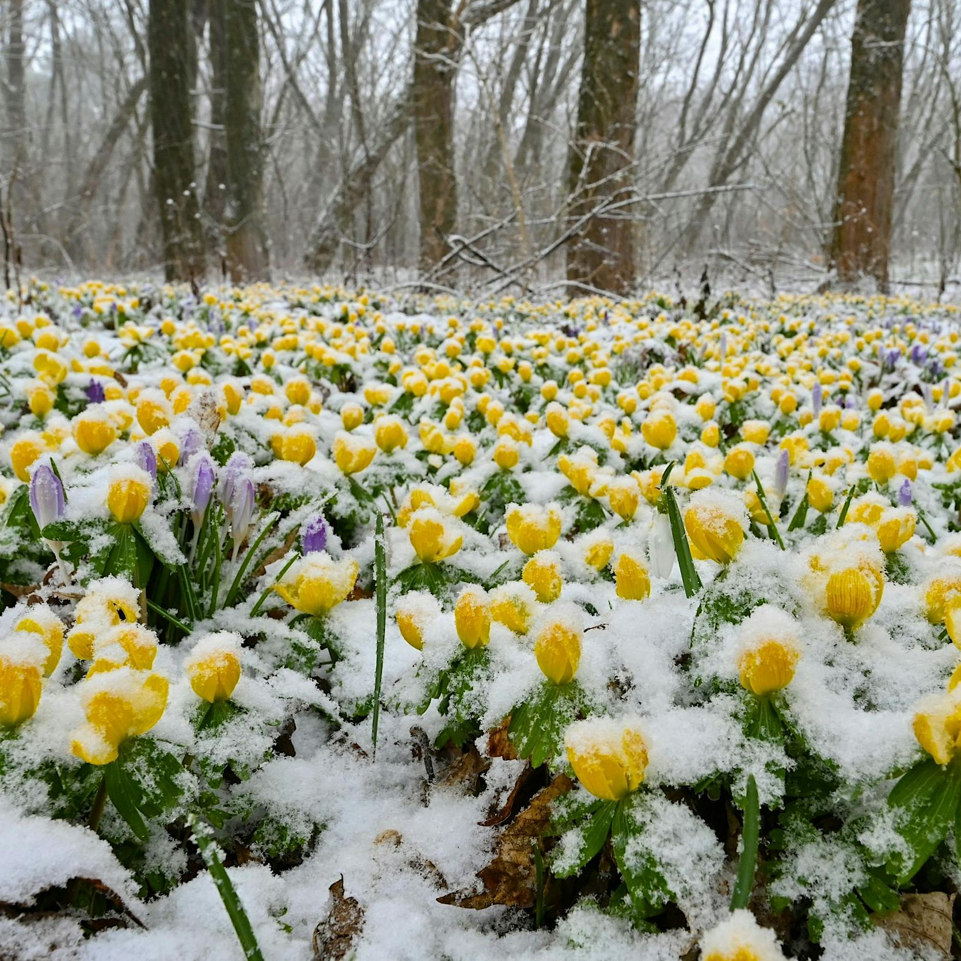 Trotz Schnee ist der Frühlingsanfang da