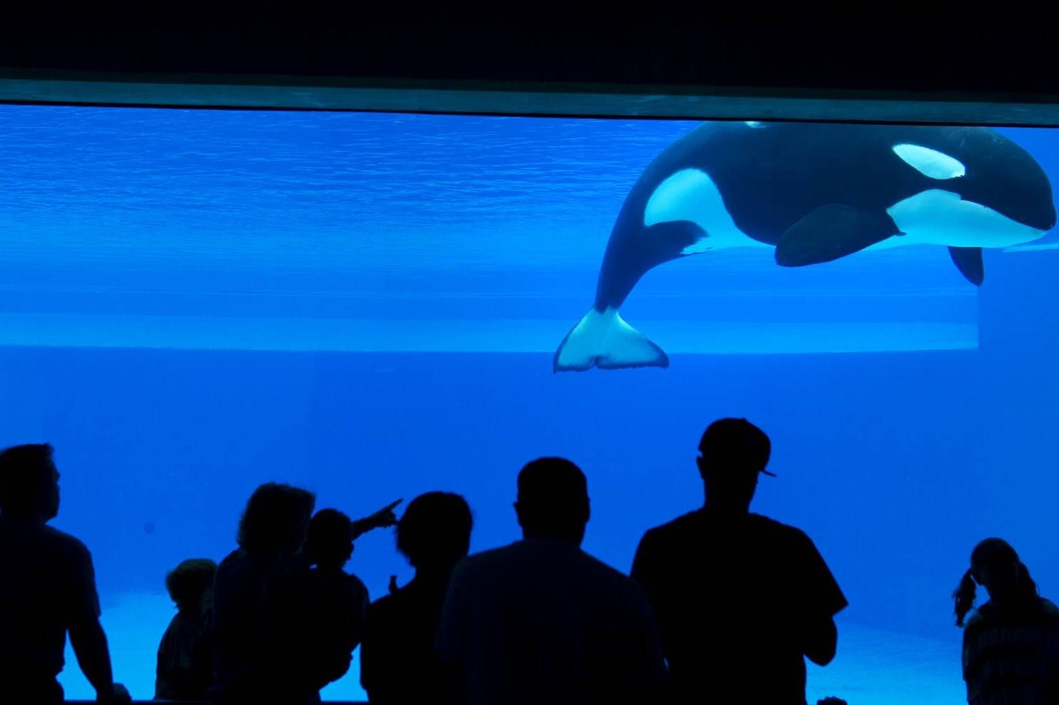 Kiska war der letzte in Gefangenschaft lebende Wal in Kanada.