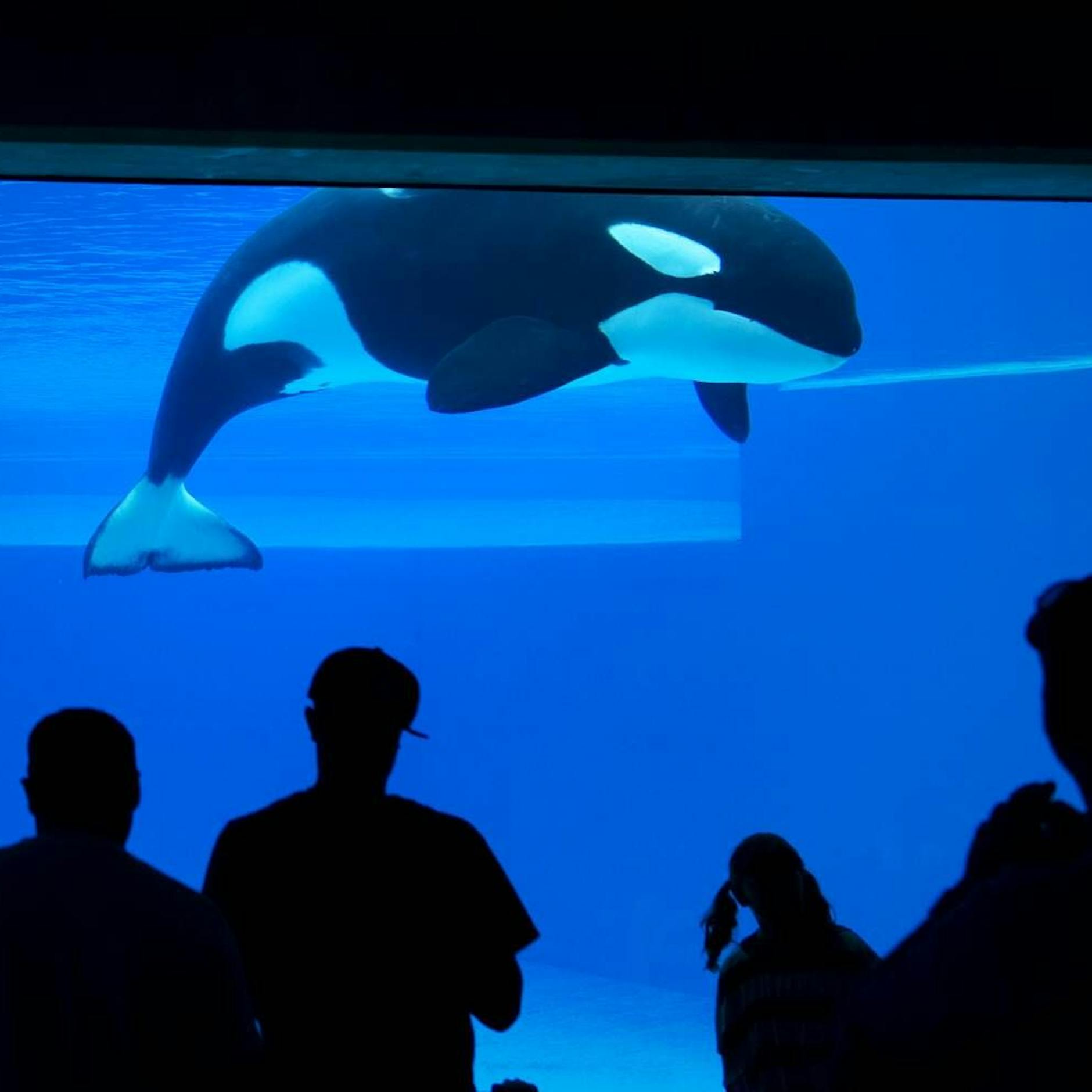 Beste Freundin von Killerwal Keiko aus „Free Willy“: So traurig starb Kiska