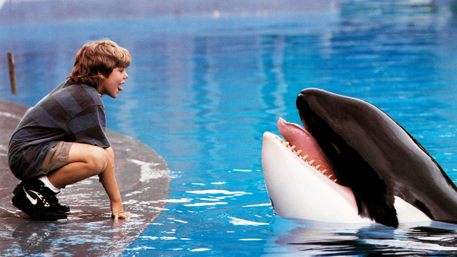 Keiko wurde durch den Film „Free Willy“ weltberühmt. Er wurde zusammen mit Kiska 1979 vor der Küste Islands gefangen.