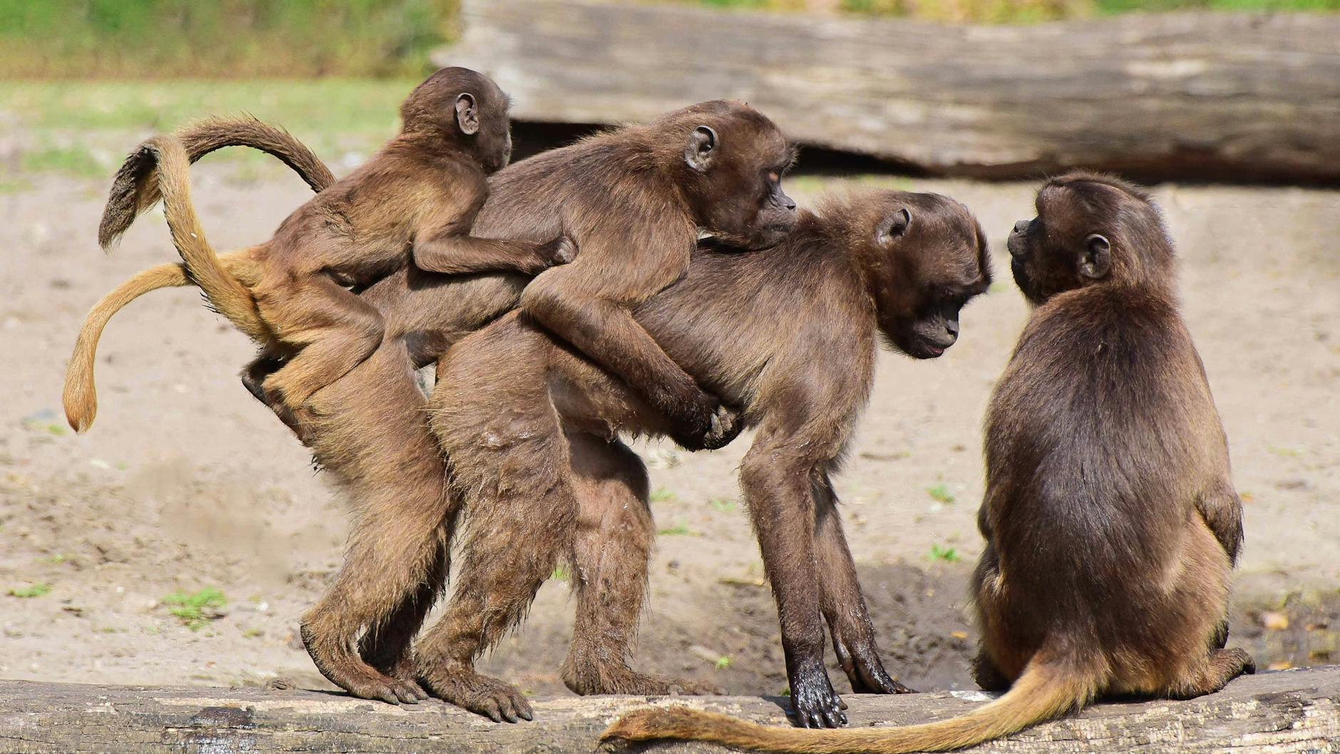 Die Dscheladas bzw. Blutbrustpaviane fühlen sich im Tierpark Friedrichsfelde wohl.