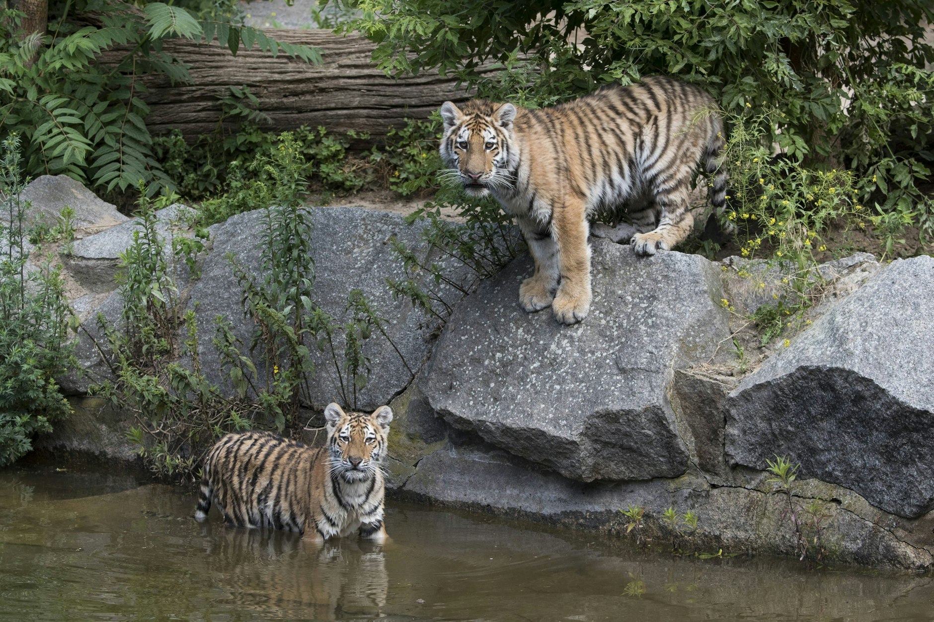Die Tiger leben in Eberswalde in einem natürlich gewachsenen Waldstück.