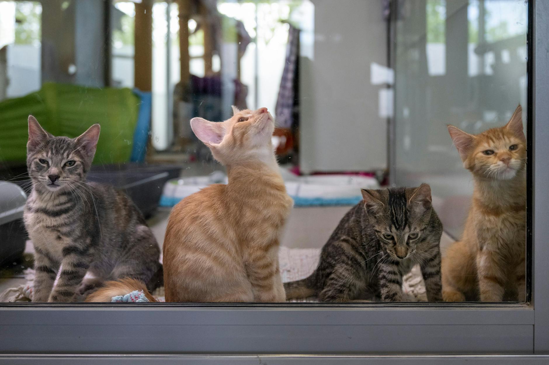 Katzen erreichen nicht nur eine Rekordzahl in Japan, sondern generieren auch eine Milliardensumme für die Wirtschaft während der Covid-19-Pandemie.