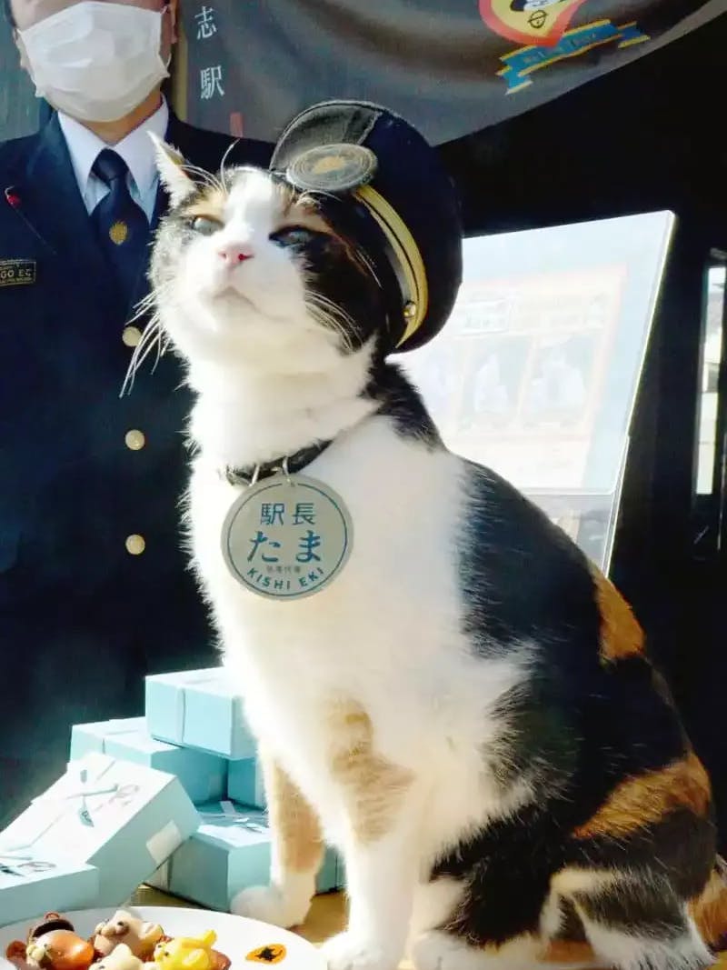 Die Katze Tama im Dienst