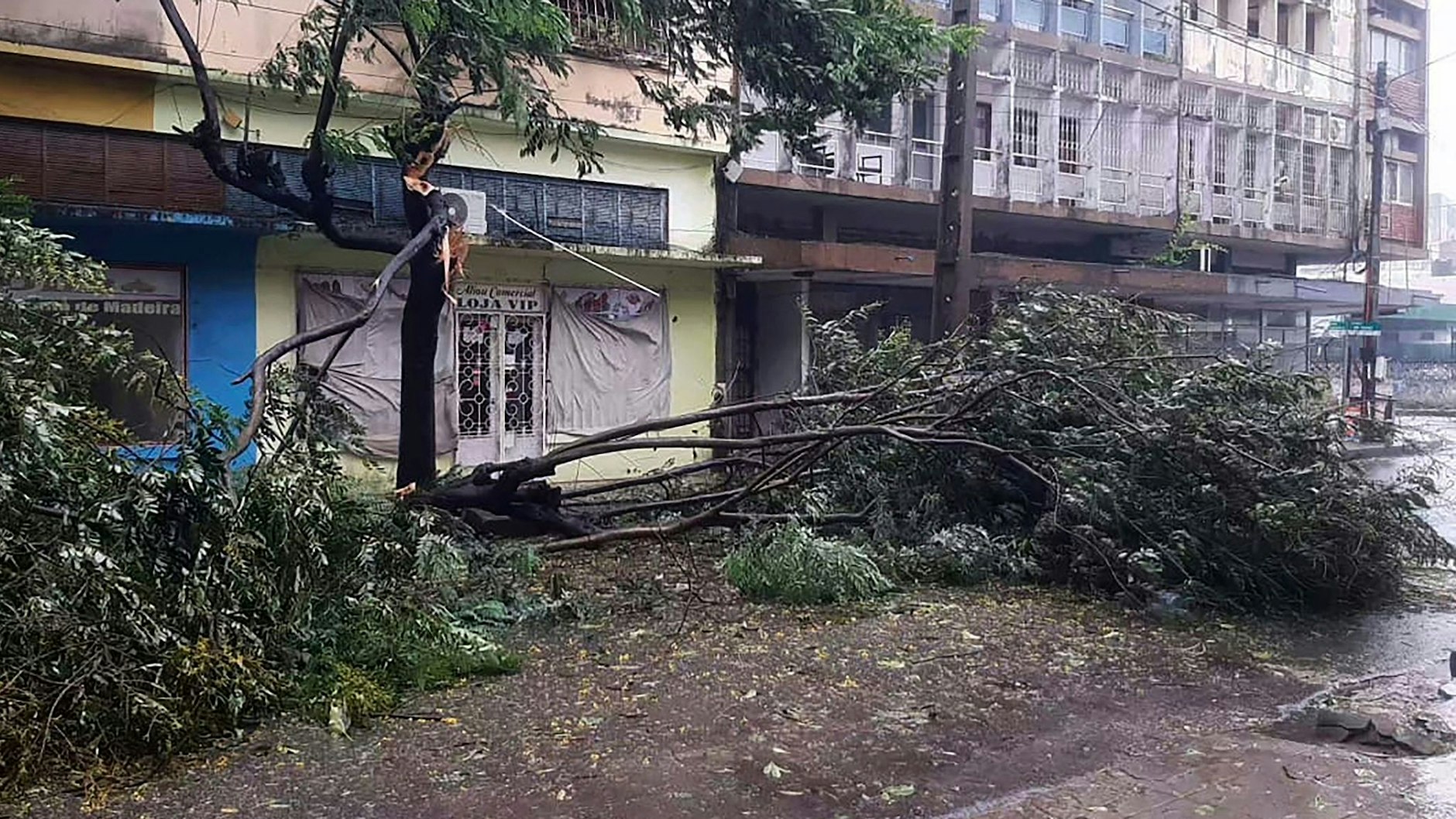 Was für ein Wetter-Wahnsinn! Umgefallene Bäume liegen auf einer Straße in Mosambik. Der Zyklon „Freddy“ hat den Südosten Afrikas schwer getroffen.