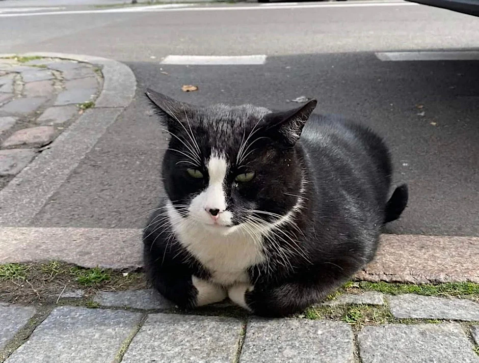 Der Kater Gacek sitzt auf der Kaszubska-Straße in Stettin.