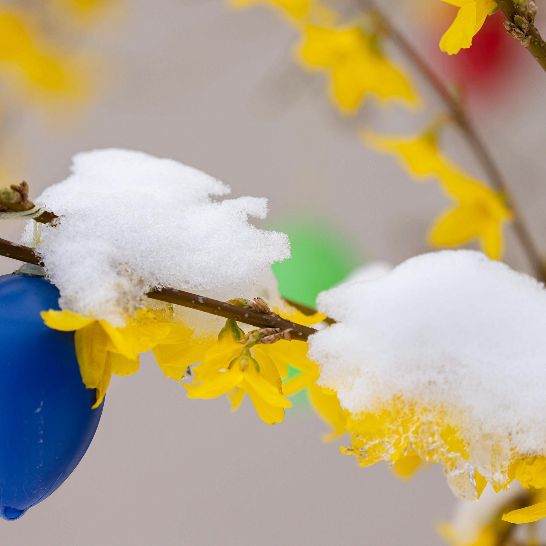 Schnee an Ostern! Das Wetter treibt es bunt: Ab Donnerstag überall wärmer – aber dann …