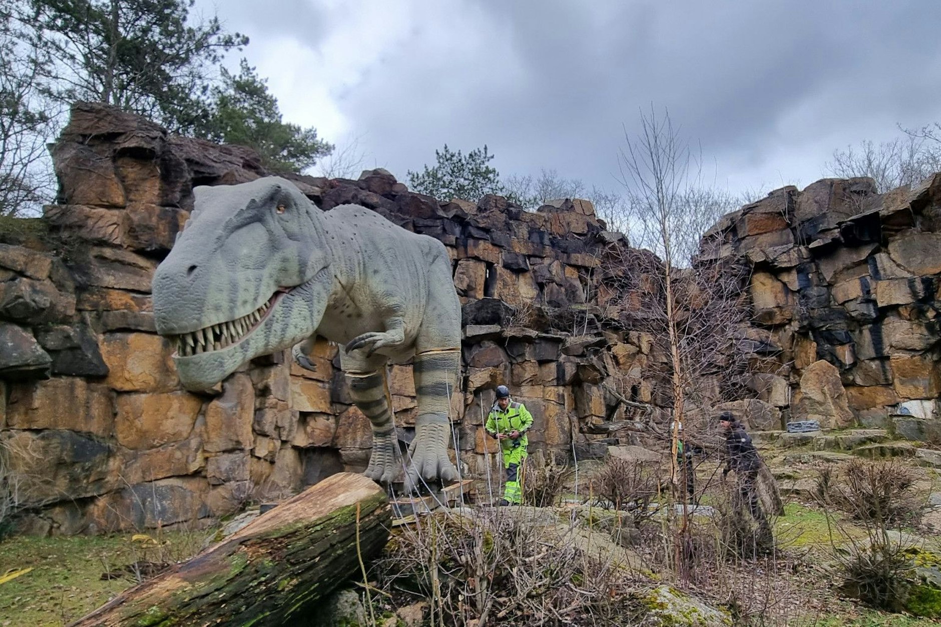 Der Gigantosaurus wird am Tierparkeingang am Bärenschaufenster aufgestellt.&nbsp;