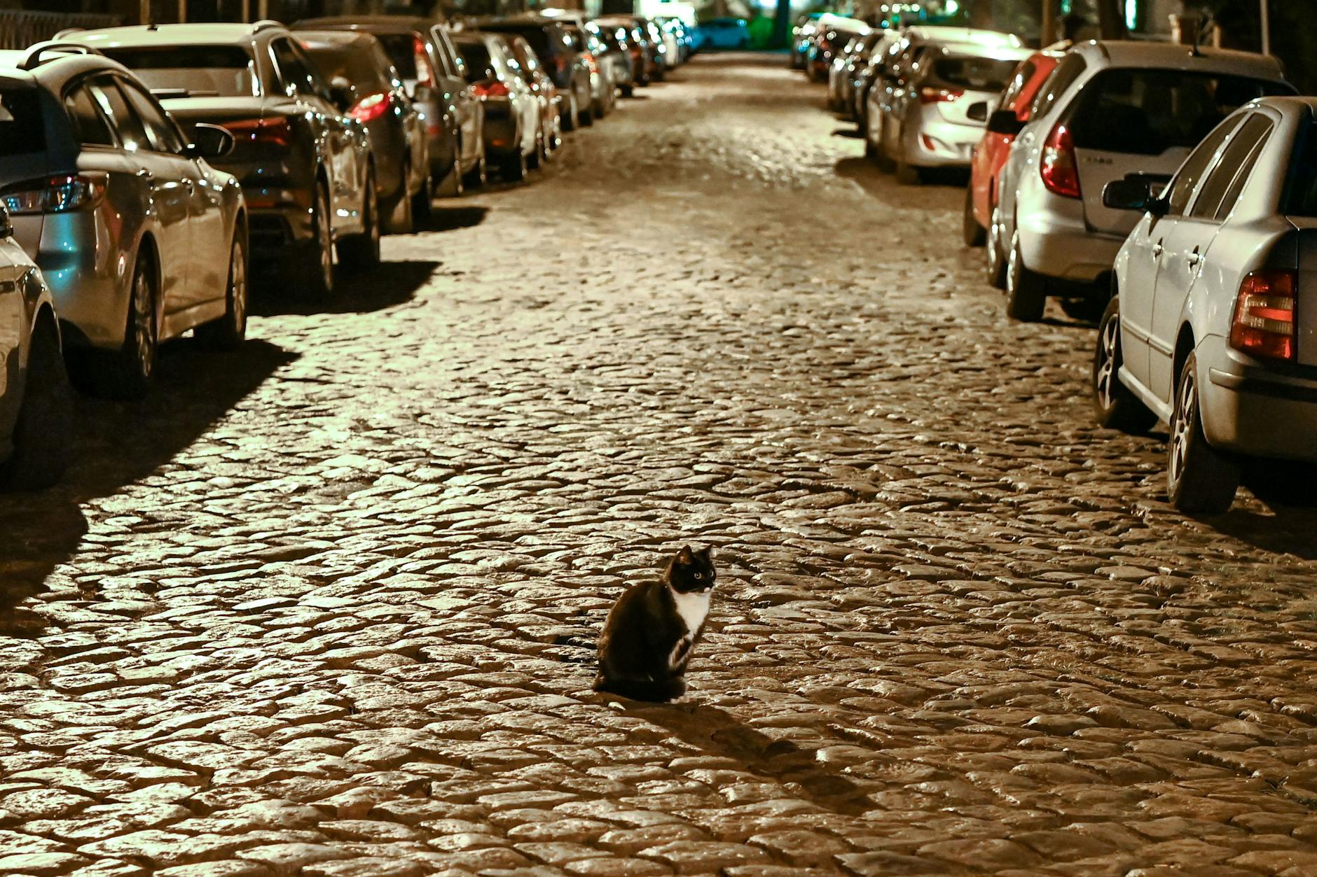 In aller Ruhe sitzt eine Katze auf dem Kopfsteinpflaster einer Straße in Karlshorst, in der zahlreiche Autos parken. Es ist Lockdown.