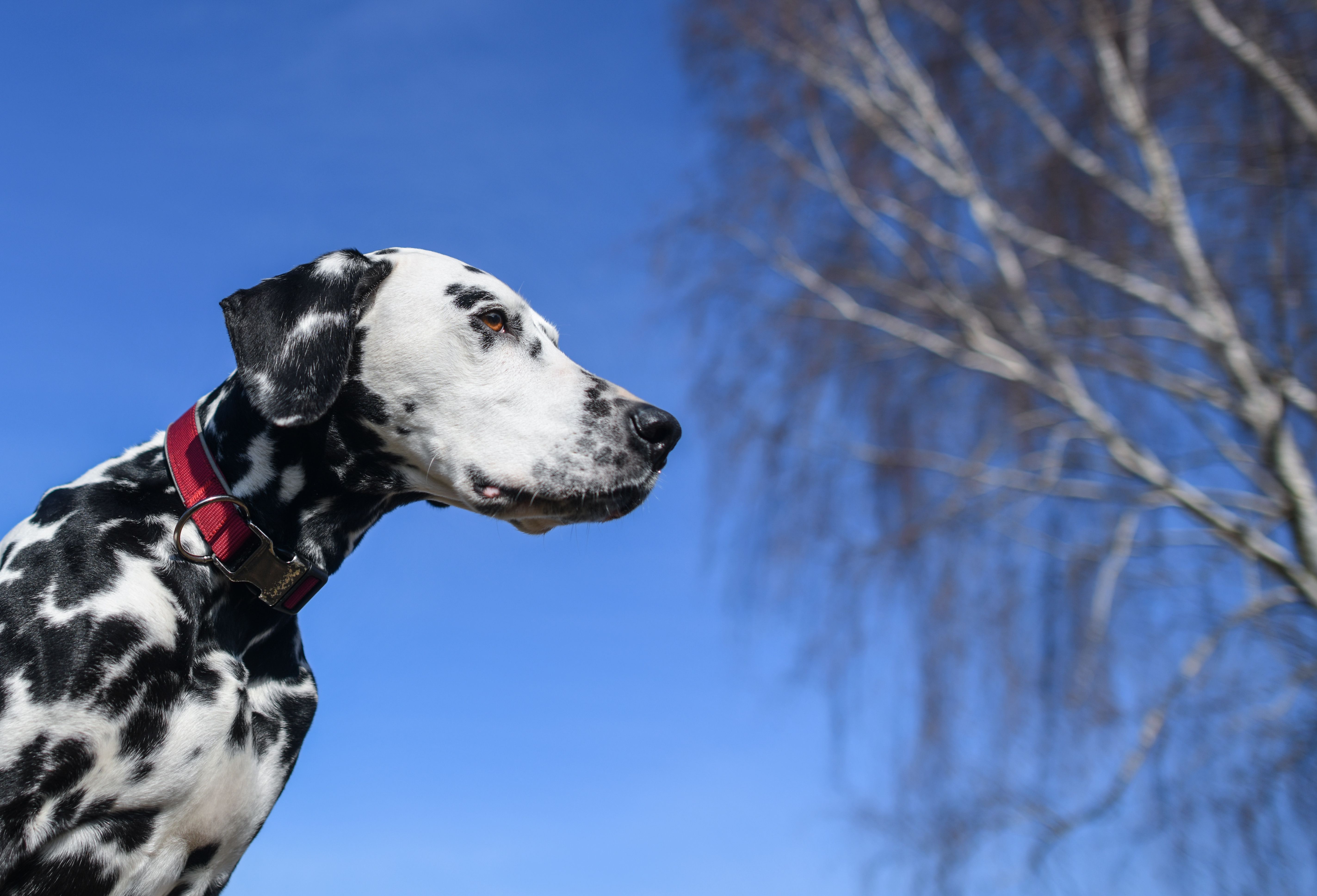 Image - Dalmatiner biss Kind das halbe Ohr ab – Hundehalterin entging knapp dem Knast