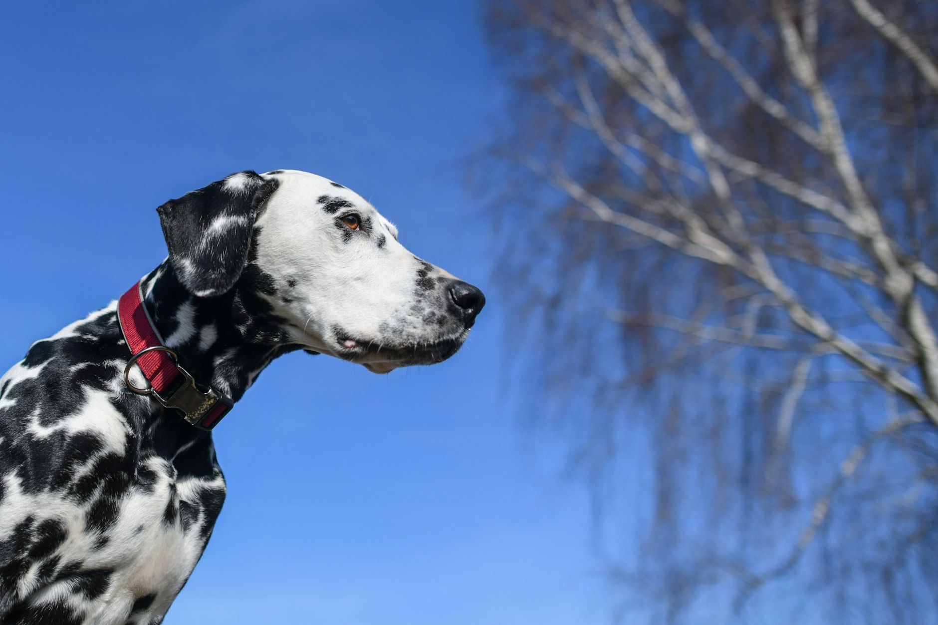 Ein Dalmatiner: So ein Tier hat das halbe Ohr eines Kindes abgebissen (Symbolfoto).&nbsp;&nbsp;