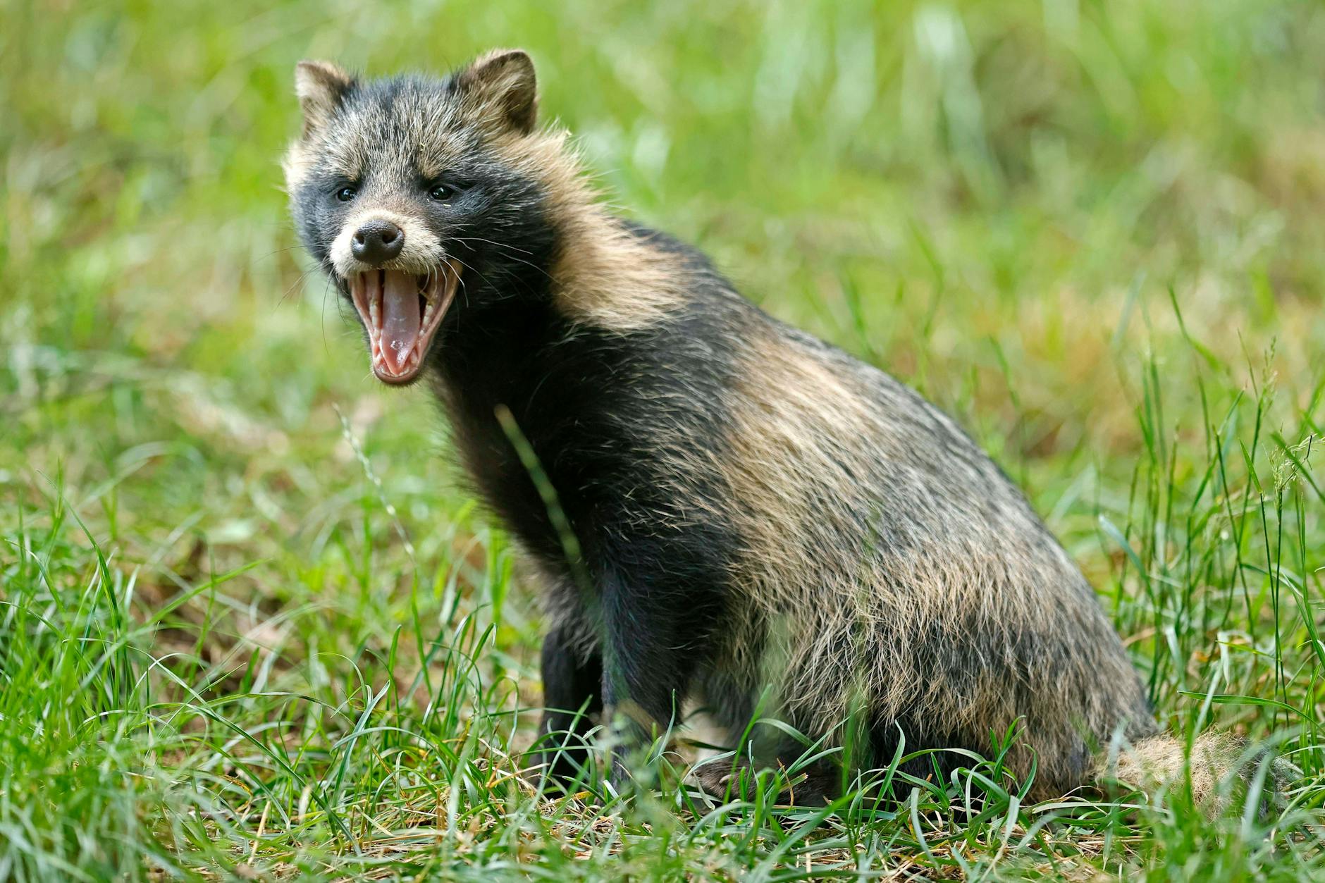 Ein Marderhund. Steckt so ein Tier hinter der Pandemie?