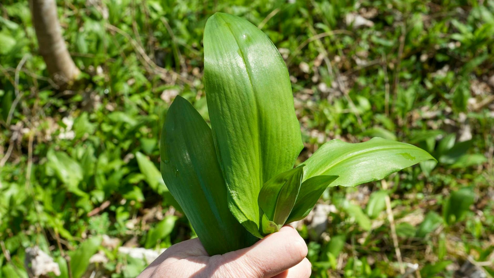 Gerade ist Erntezeit für den Bärlauch.