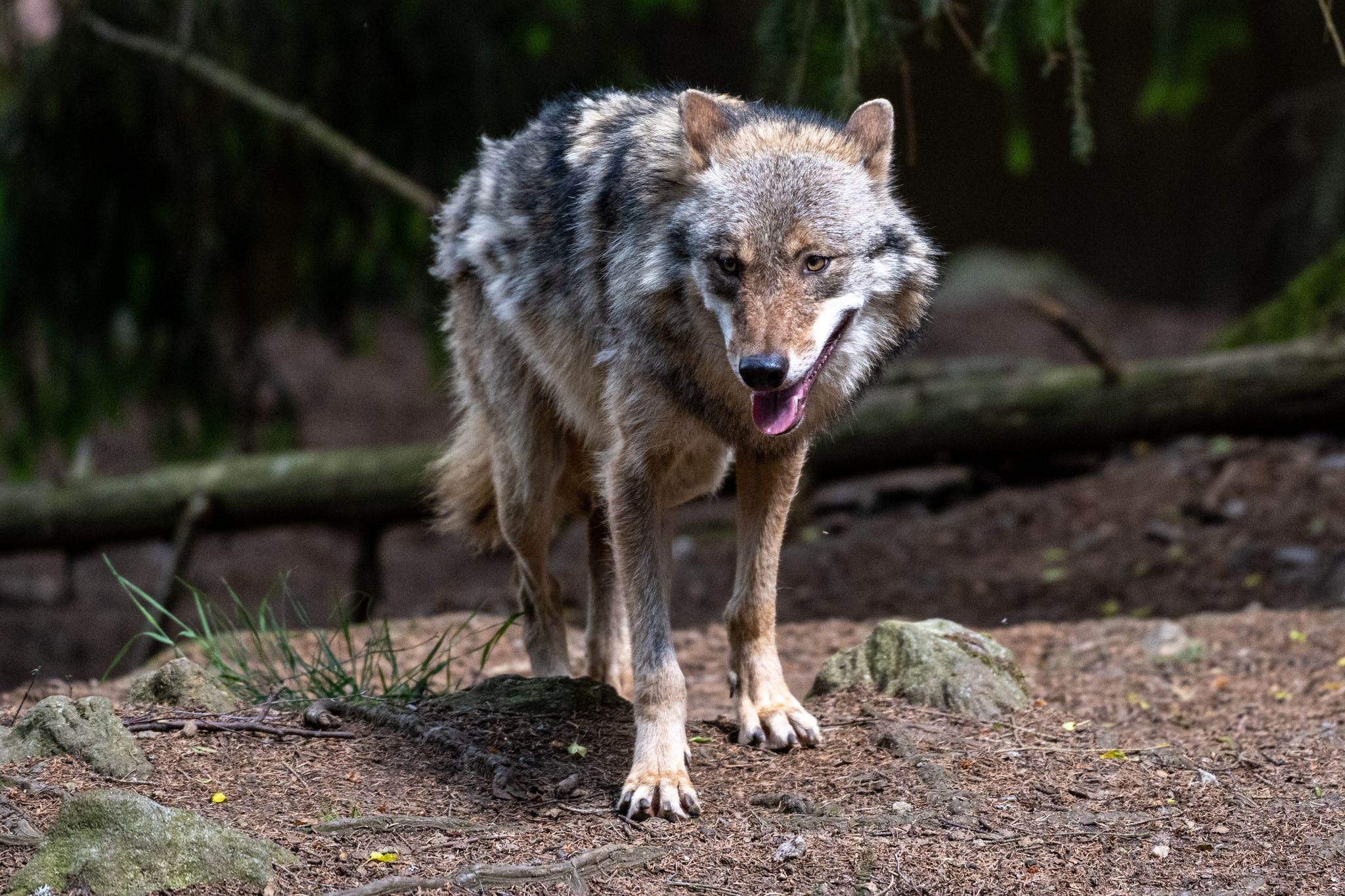 Image - Problem-Wolf in Brandenburg erschossen – Killer-Rüde riss mehrere Dutzend Schafe