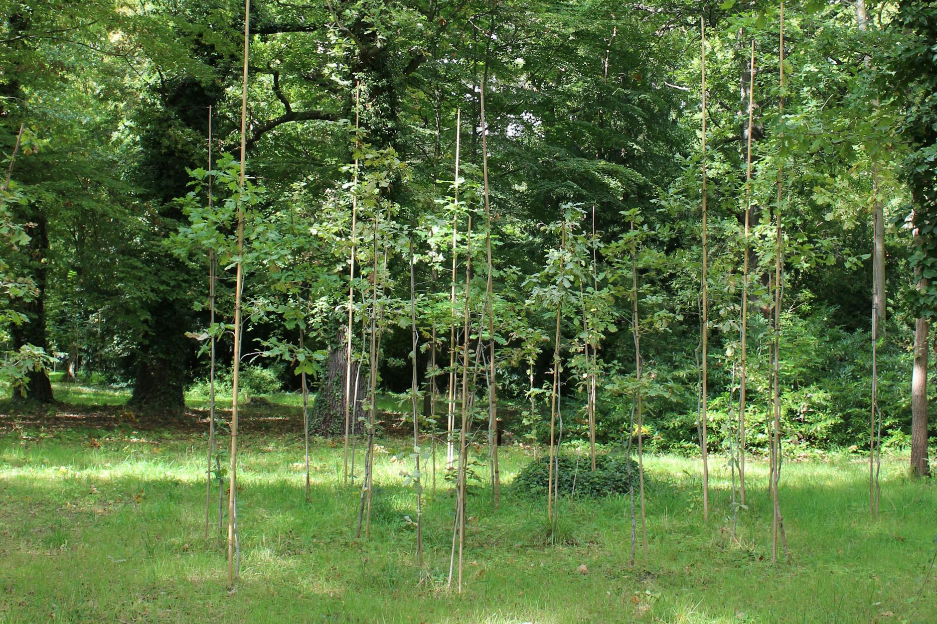 Damit Berlin schön grün bleibt, muss jetzt etwas getan werden.