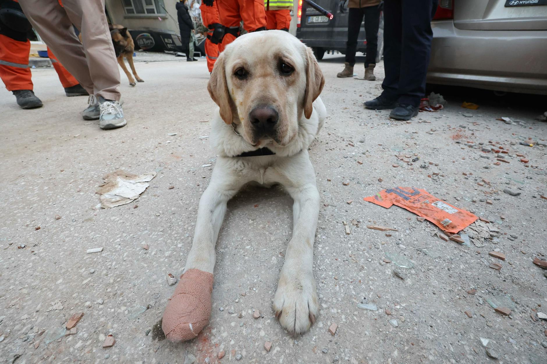 Ein Diensthund eines südkoreanischen Rettungsteams im türkischen Antakya. Er hatte sich bei der Arbeit nach dem schweren Erdbeben im Februar eine Verletzung an der rechten Pfote zugezogen. 