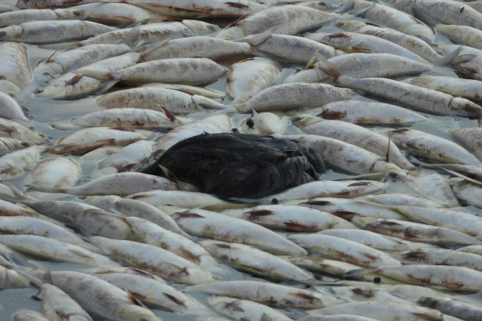 Eine Hitzewelle und die jüngsten Überschwemmungen haben in einer abgelegenen Region im Südosten Australiens ein Massensterben einheimischer Fische verursacht.