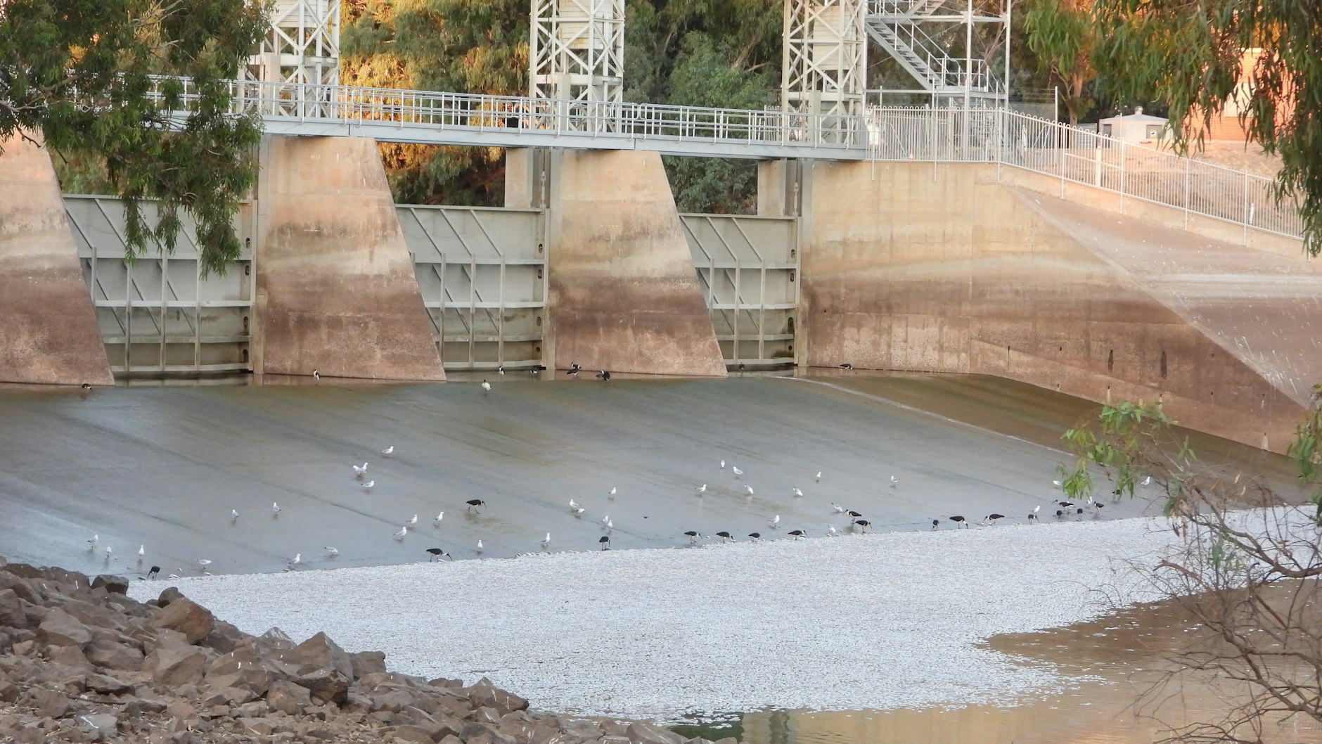Ein regelrechter Teppich aus toten Fischen trieb den Fluss Darling in der Nähe des kleines Ortes Menindee im äußersten Westen des Bundesstaates New South Wales hinunter.